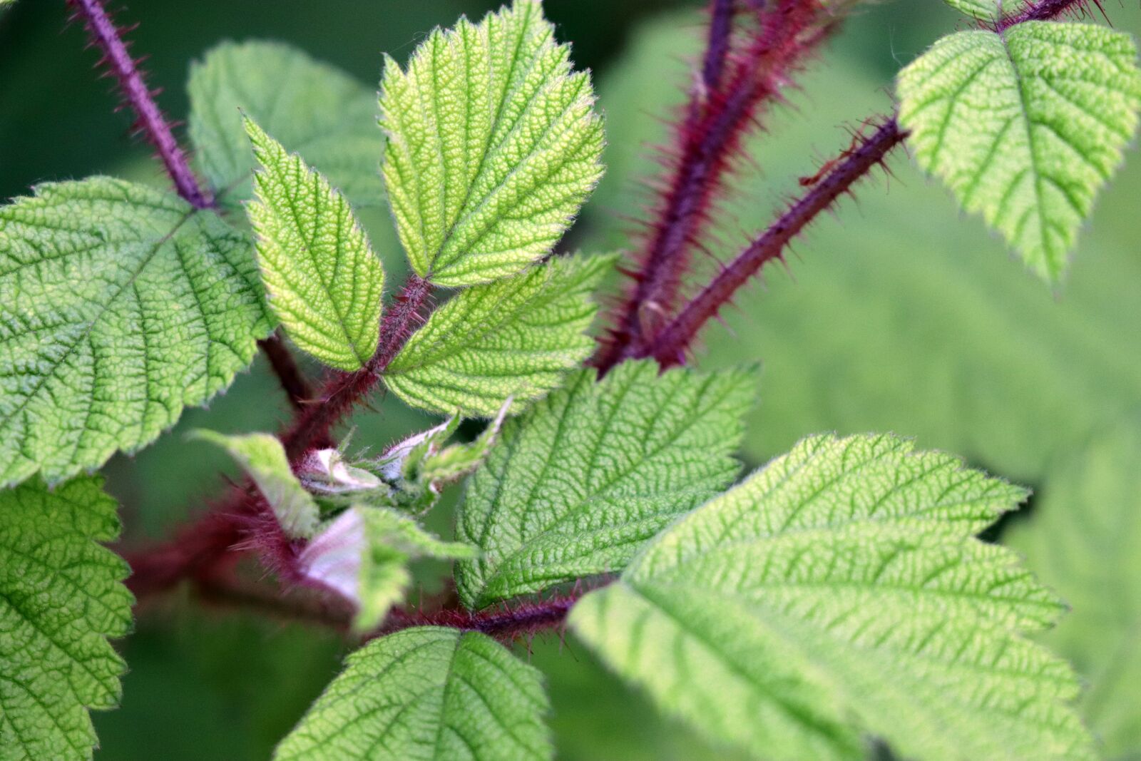 Canon EOS 77D (EOS 9000D / EOS 770D) sample photo. Blackberry, blackberry leaves, green photography