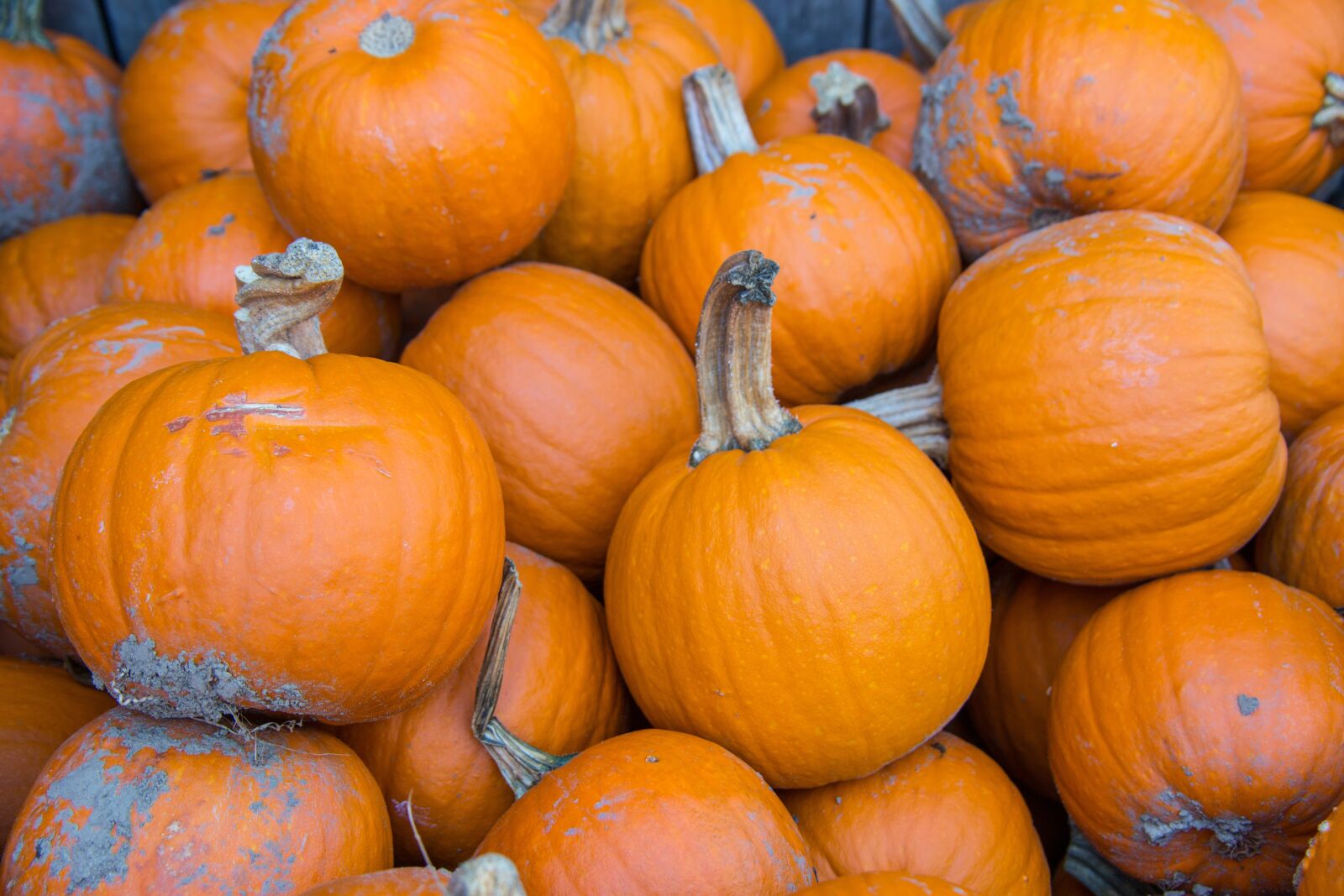Canon EOS 5D Mark III sample photo. Pumpkins, farm, autumn photography