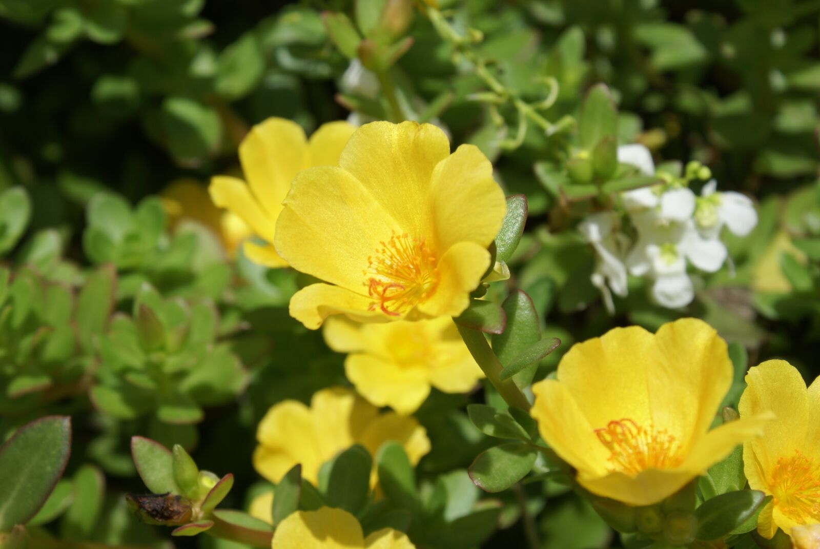 Sony Alpha DSLR-A100 sample photo. Flowers, nature, petals photography