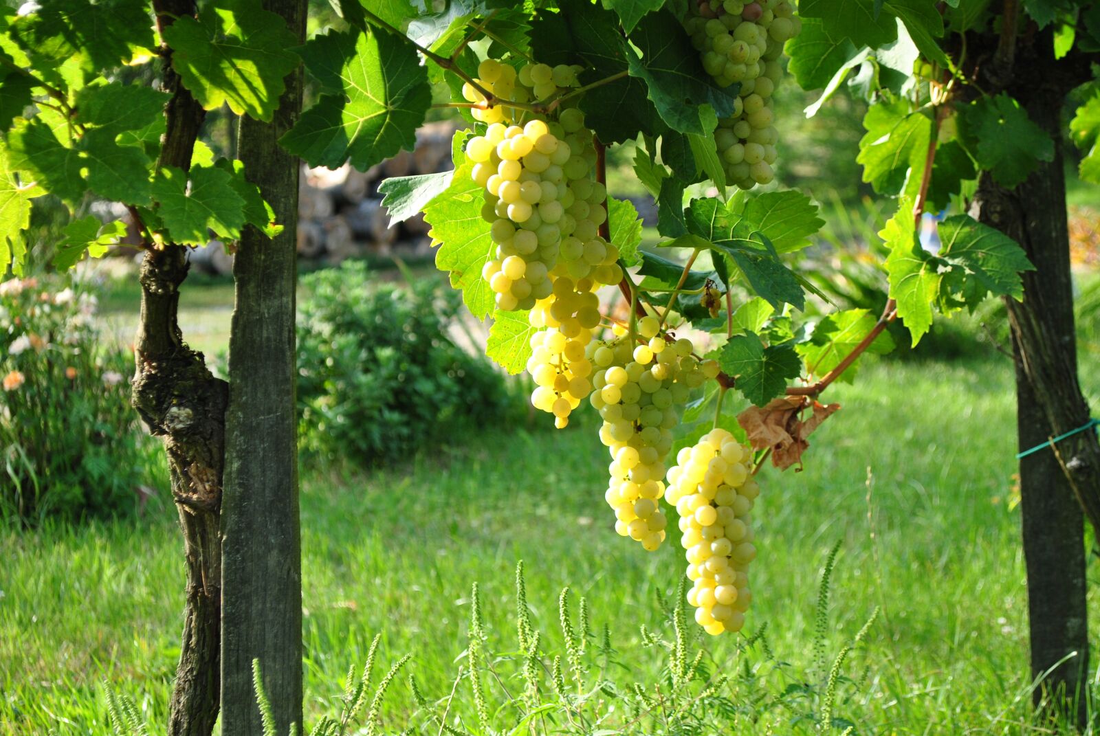 Nikon D3000 sample photo. Autumn, vintage, grape photography
