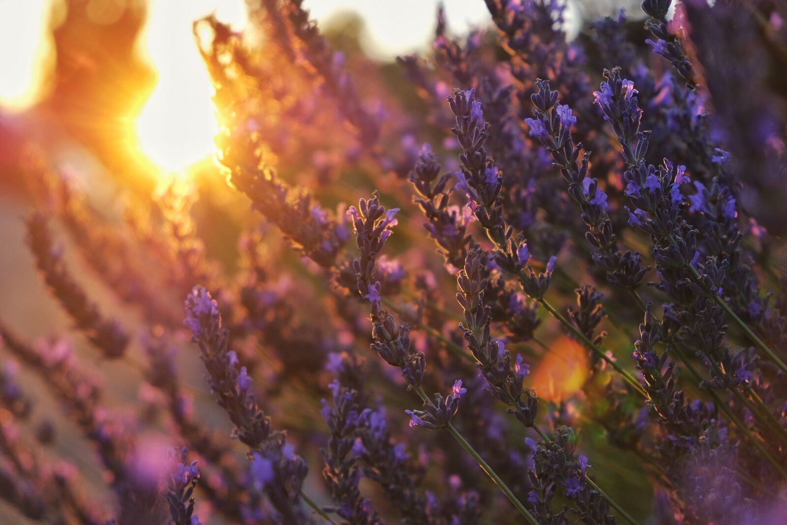 Fujifilm X-T20 sample photo. Lavender, field, purple photography