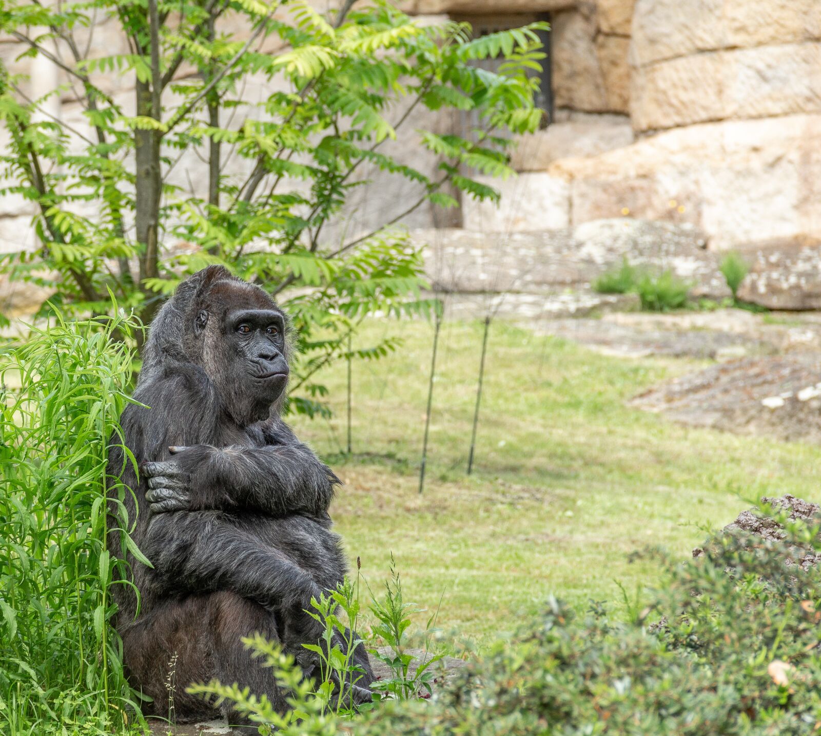 Canon EOS 700D (EOS Rebel T5i / EOS Kiss X7i) + Canon EF-S 18-135mm F3.5-5.6 IS sample photo. Monkey, gorilla, animal photography