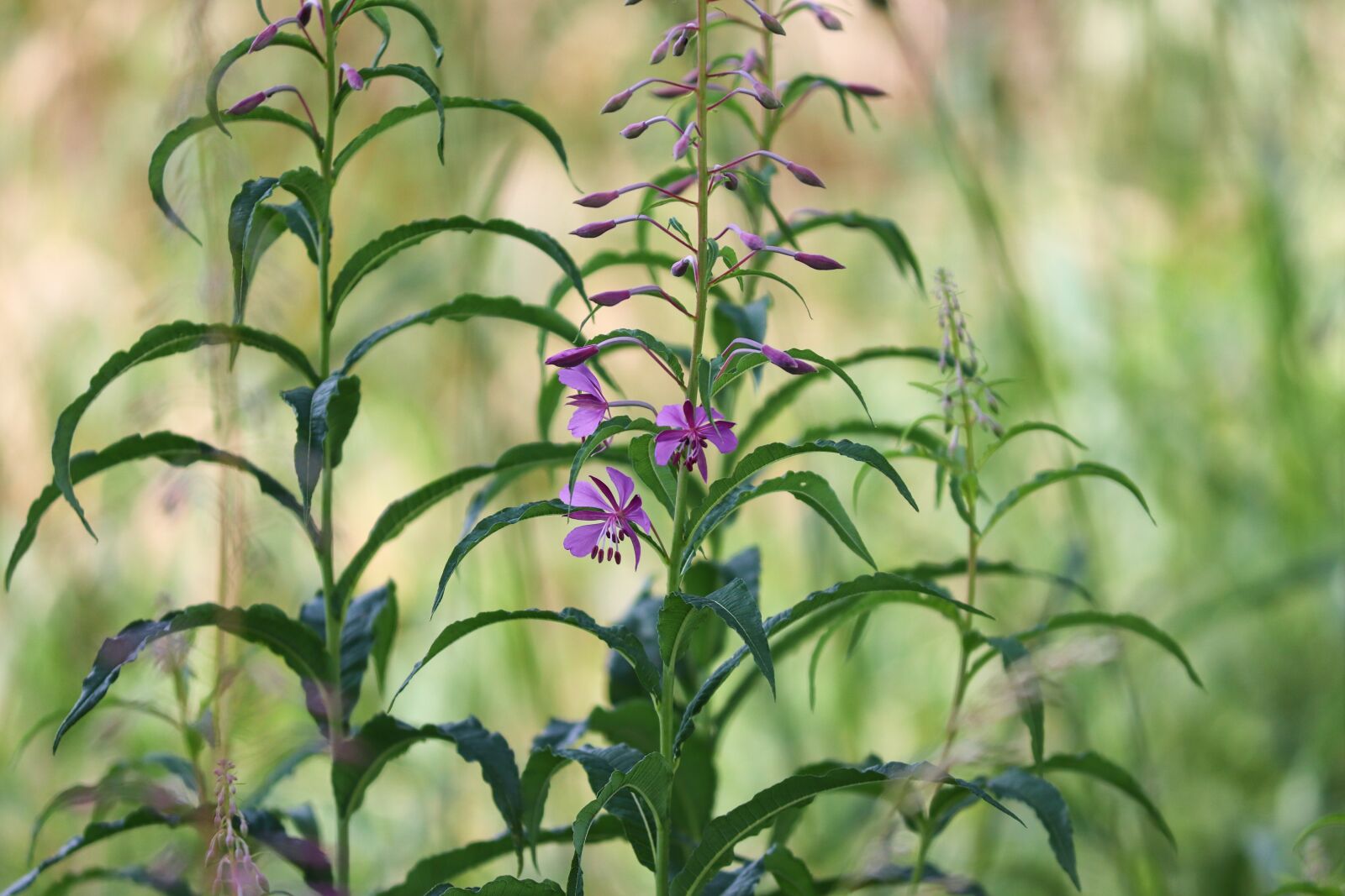 Canon EOS 200D (EOS Rebel SL2 / EOS Kiss X9) sample photo. Epilobium angustifolium, evening primrose photography