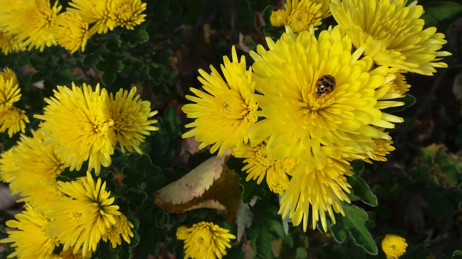 Samsung Galaxy J5 sample photo. Flower, yellow, chrysanthemum photography
