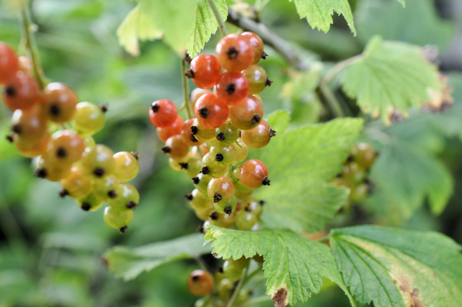 Nikon D90 sample photo. Currants, shrubs, berries photography
