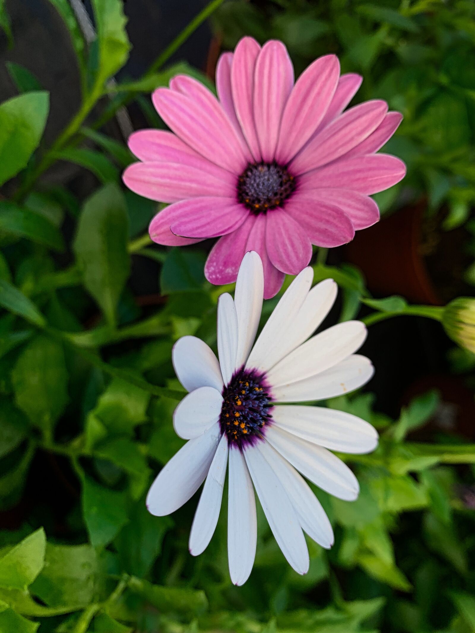 Apple iPhone XR sample photo. Daisies, colorful, petals photography