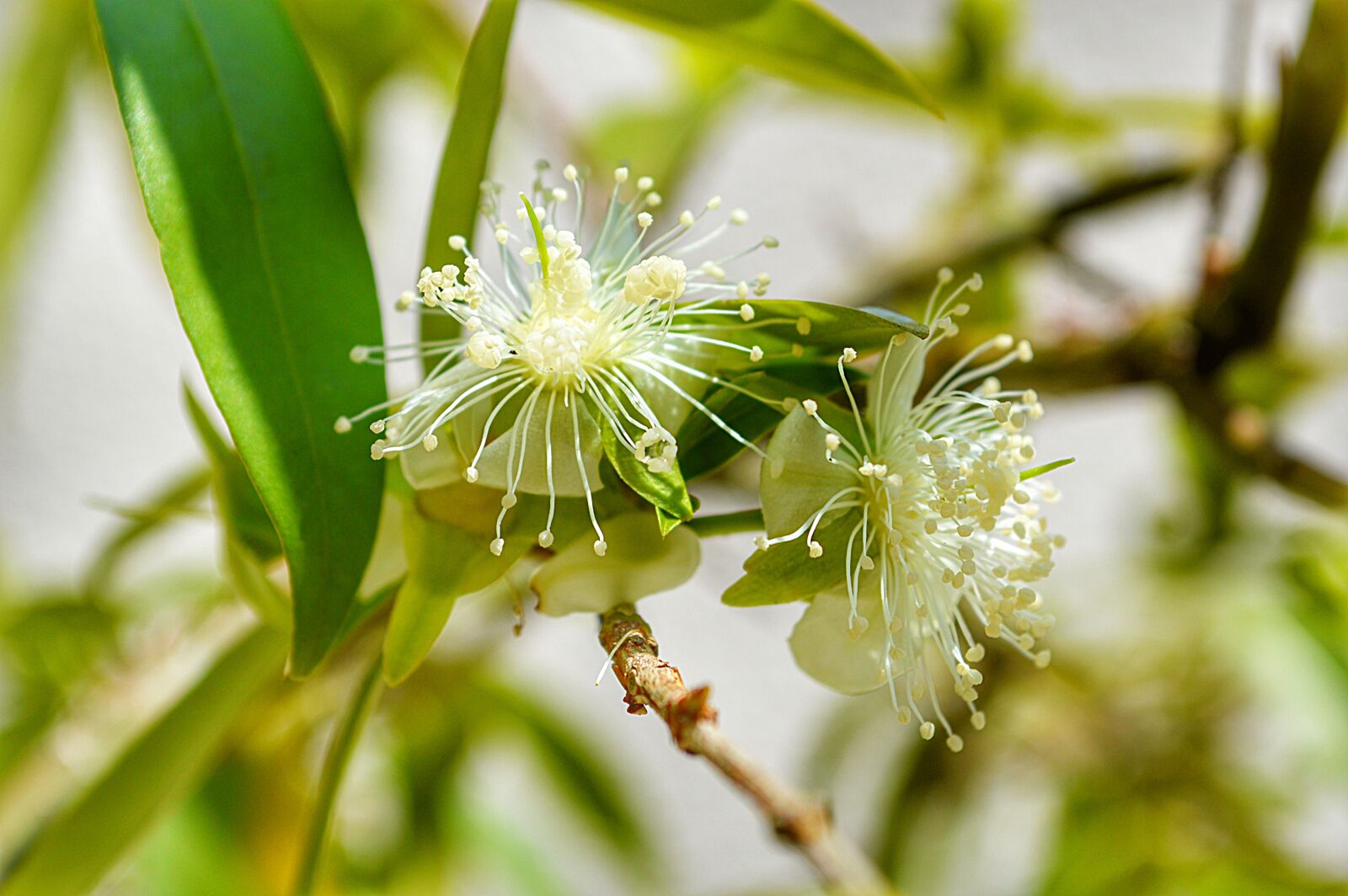 Nikon D3200 sample photo. Bud, tree, spring photography