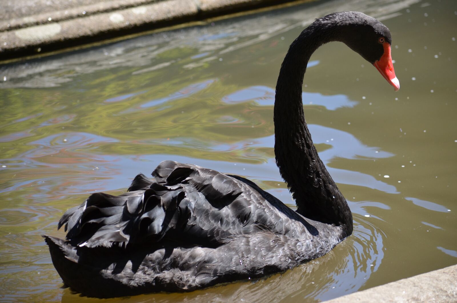 Nikon D5100 sample photo. Black swan, pond, urban photography