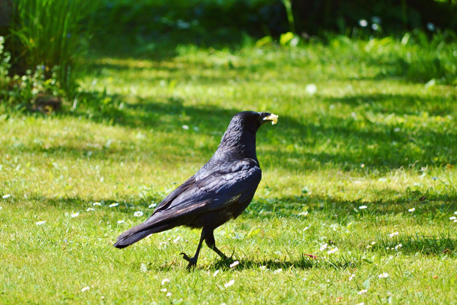 Nikon D3200 sample photo. Raven, crow, raven bird photography
