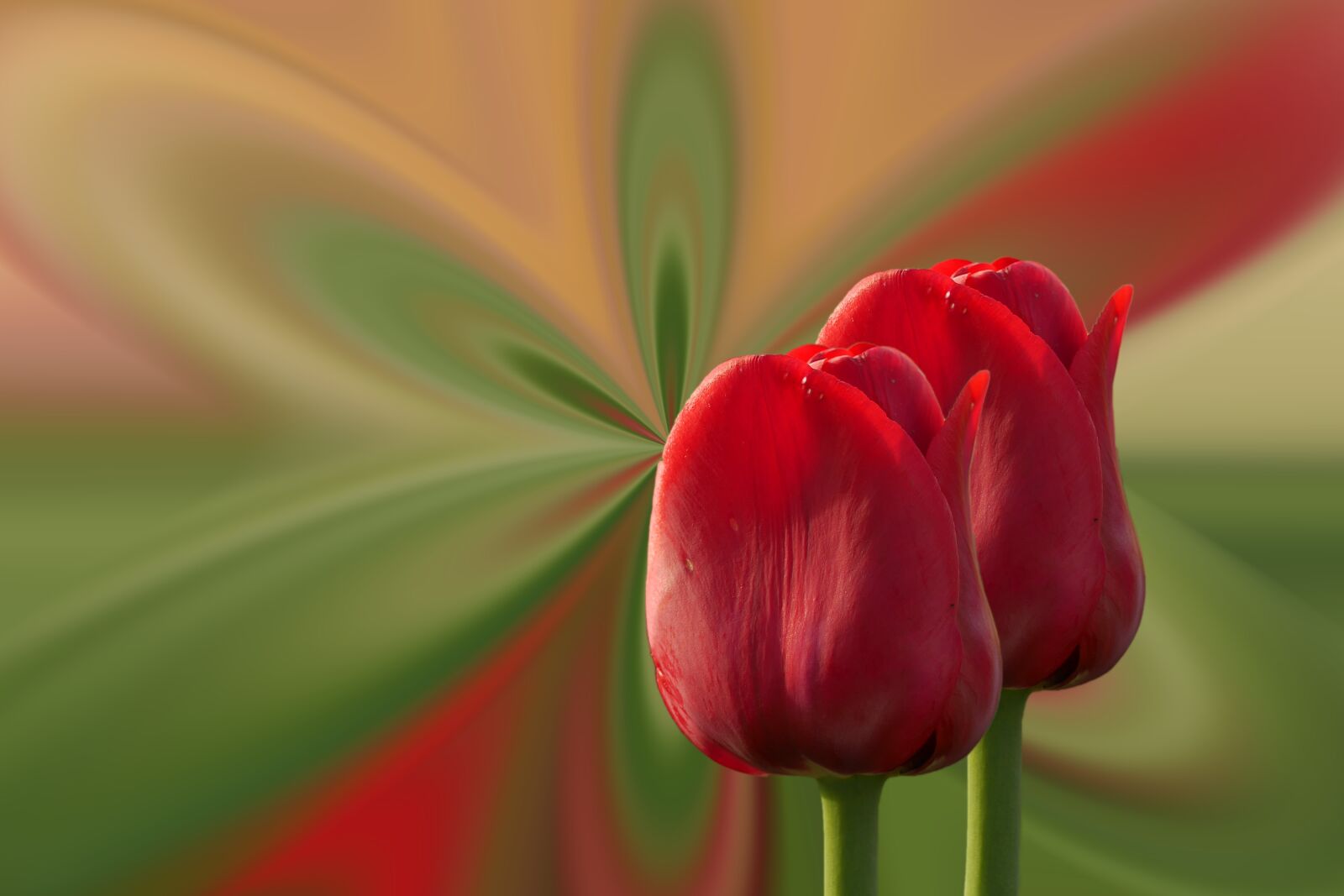 Panasonic Lumix DMC-GX7 sample photo. Tulips, red, flowers photography