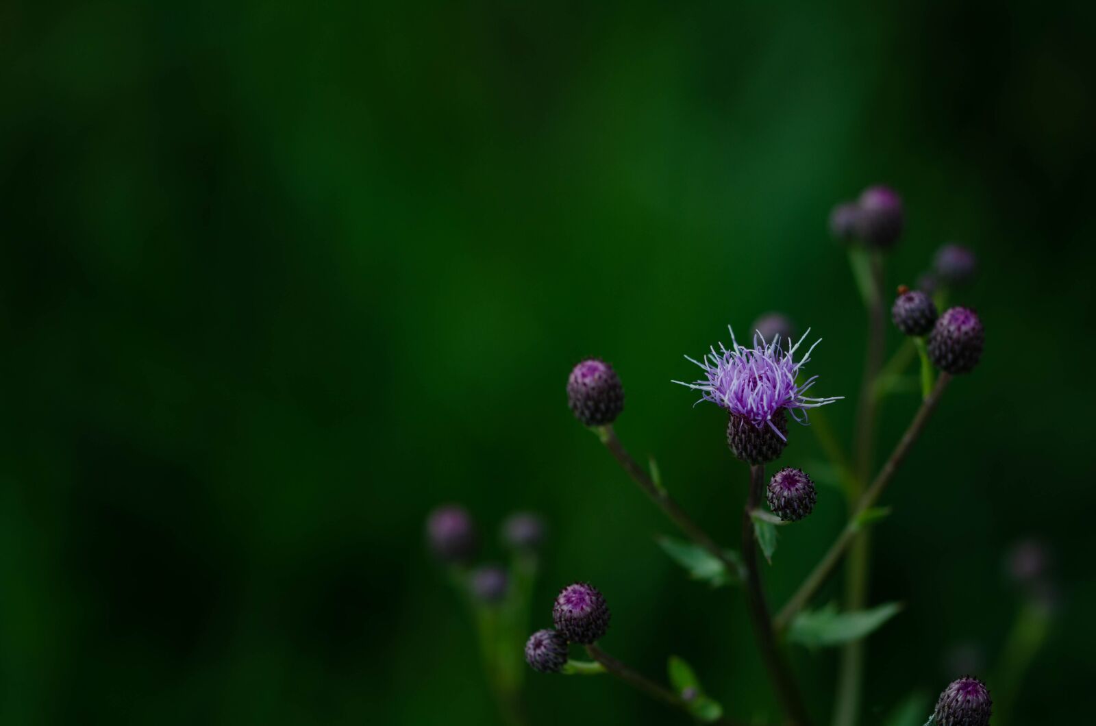 Nikon D7000 sample photo. Flower, nature, summer photography