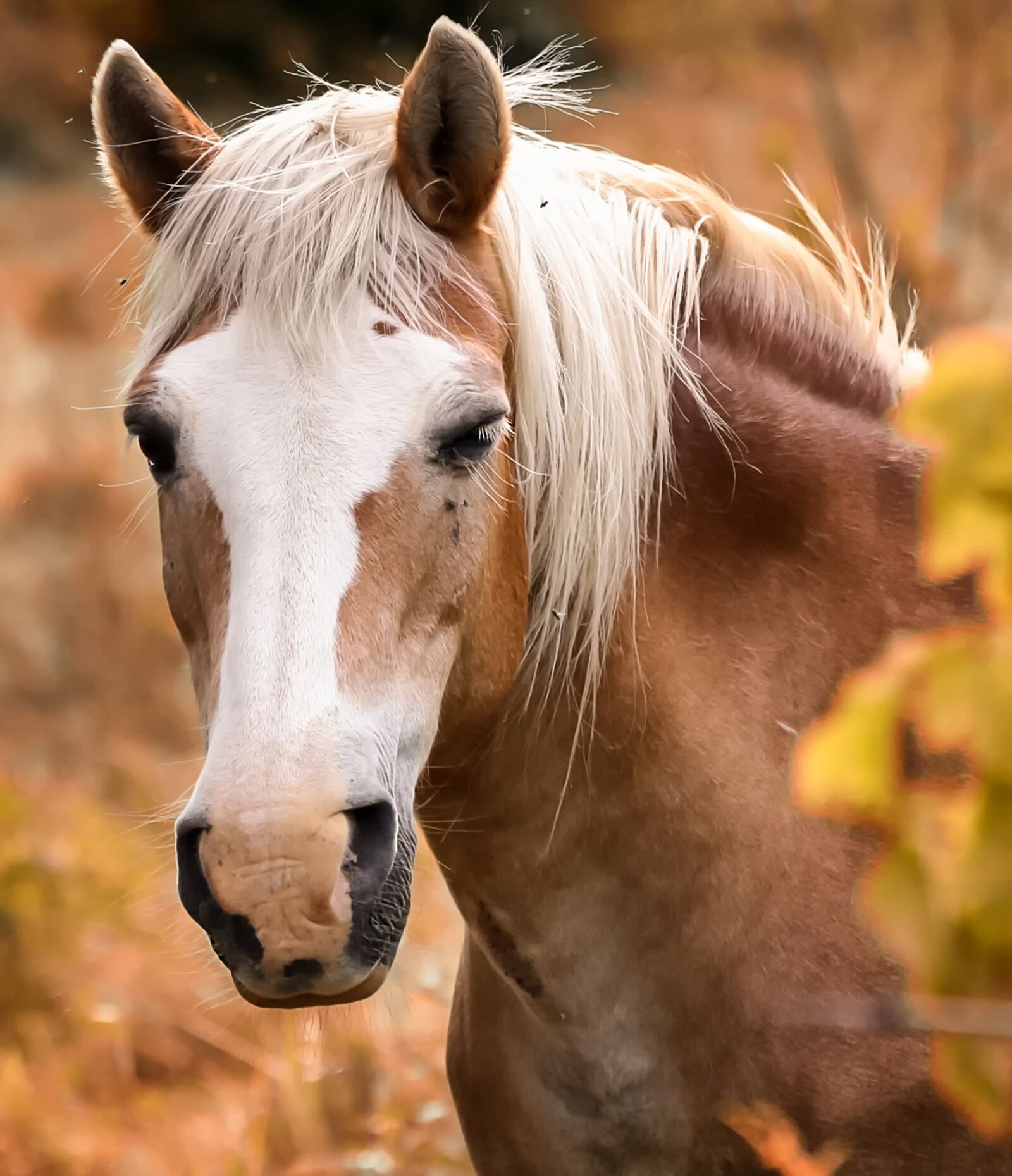 Canon EOS 1000D (EOS Digital Rebel XS / EOS Kiss F) sample photo. Equine, horse, head photography