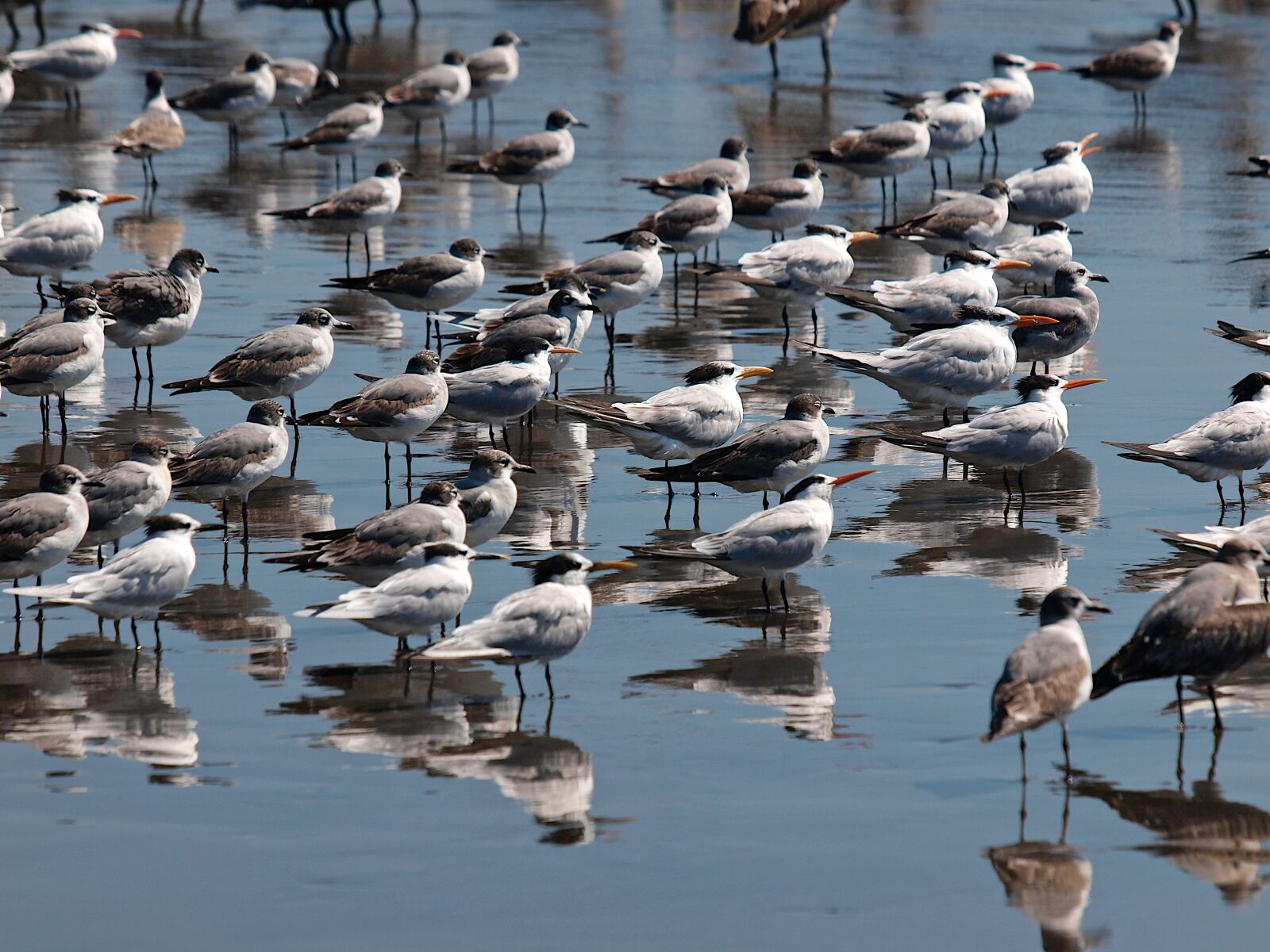 Olympus E-620 (EVOLT E-620) sample photo. Birds, beach, seabirds photography