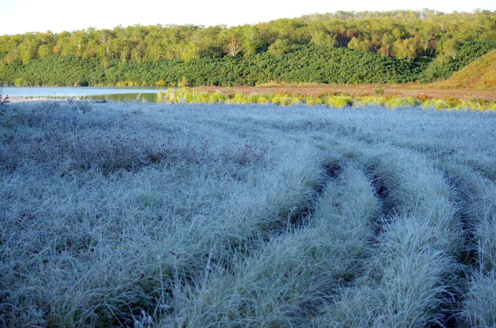 Pentax K-5 sample photo. The first frost, early photography