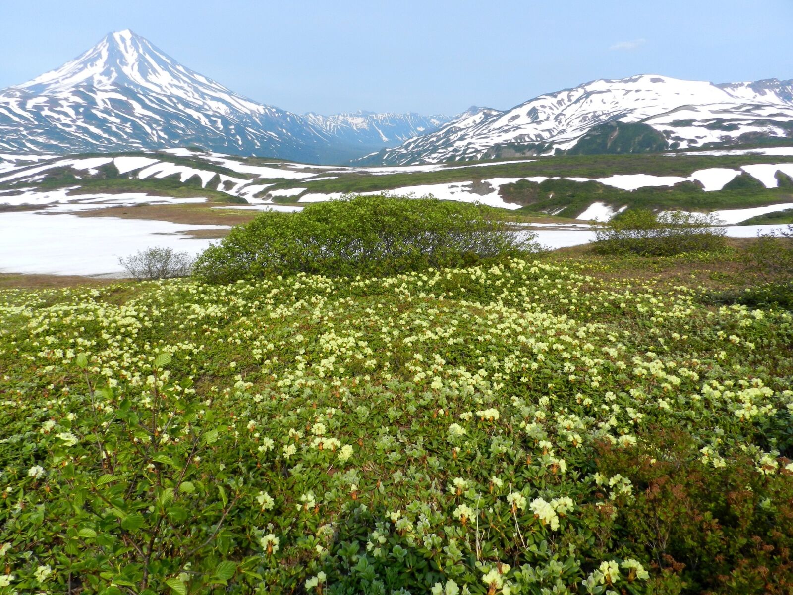Nikon Coolpix P500 sample photo. Flowers, rhododendrons, mountains photography