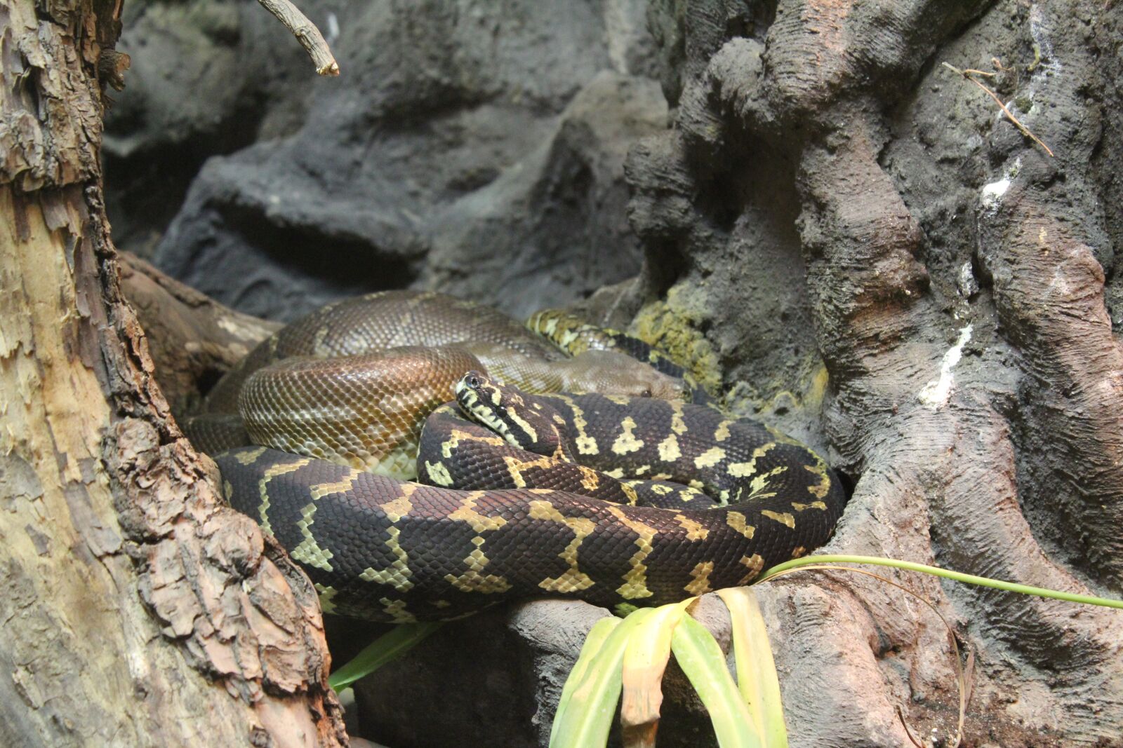 Canon EOS 1200D (EOS Rebel T5 / EOS Kiss X70 / EOS Hi) sample photo. Snake, reptile, poisonous snake photography
