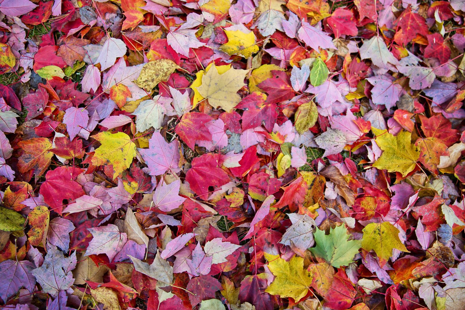 Canon EF 24-70mm F2.8L II USM sample photo. Fall leaves, autumn, background photography