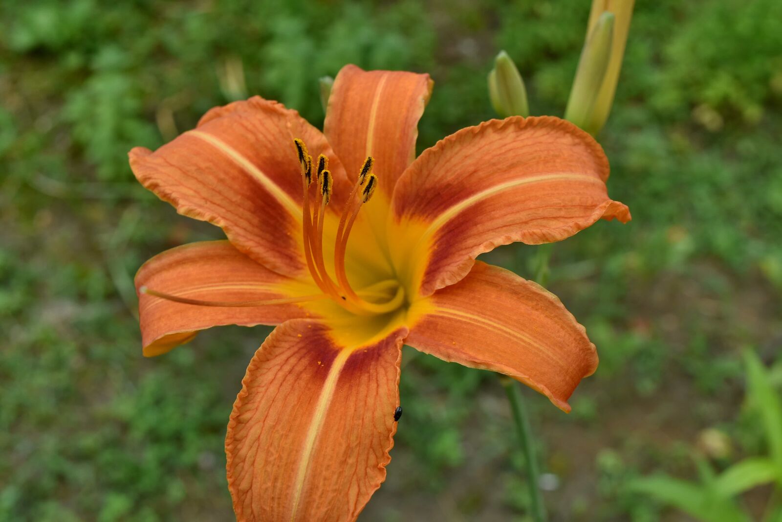 Nikon D5500 sample photo. Lily, flower, plant, nature photography