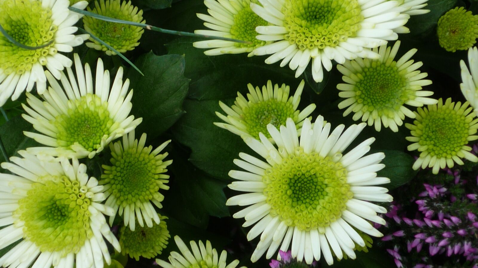 Panasonic Lumix DMC-FS6 sample photo. Aster, flower, white photography