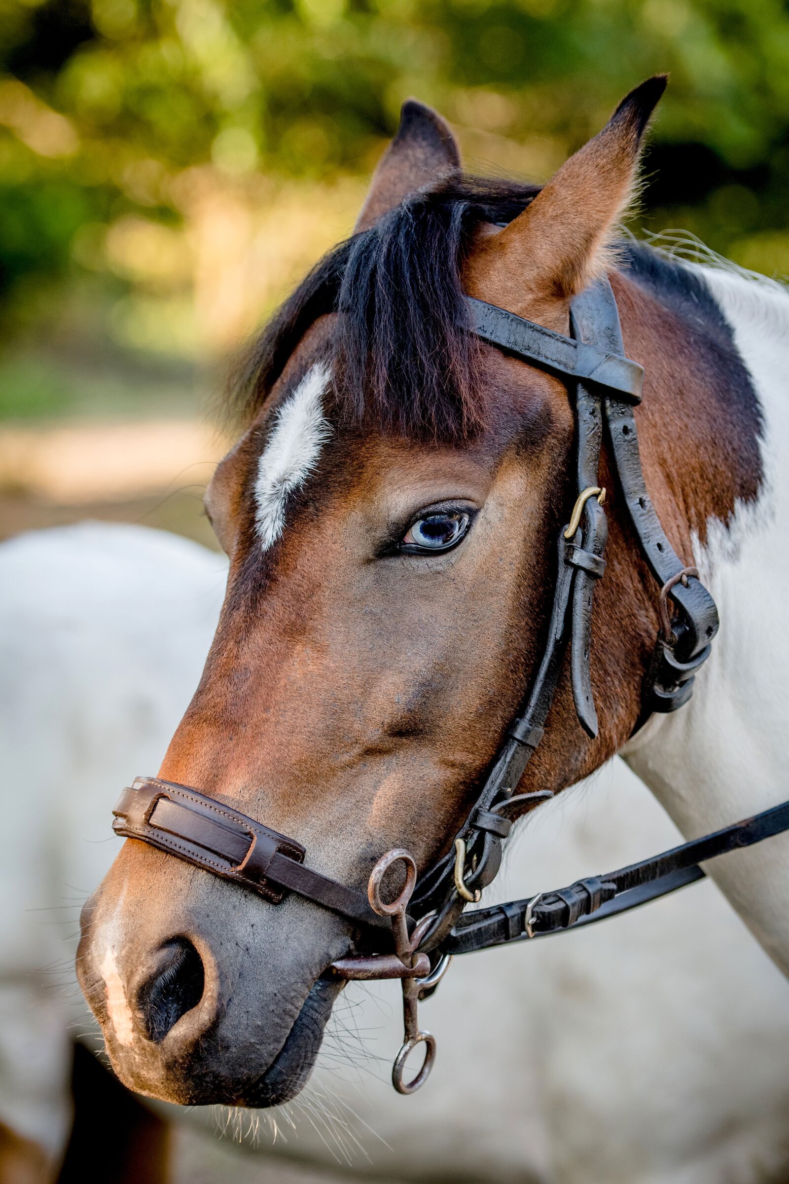 Nikon D850 sample photo. Horse, animal, ride photography
