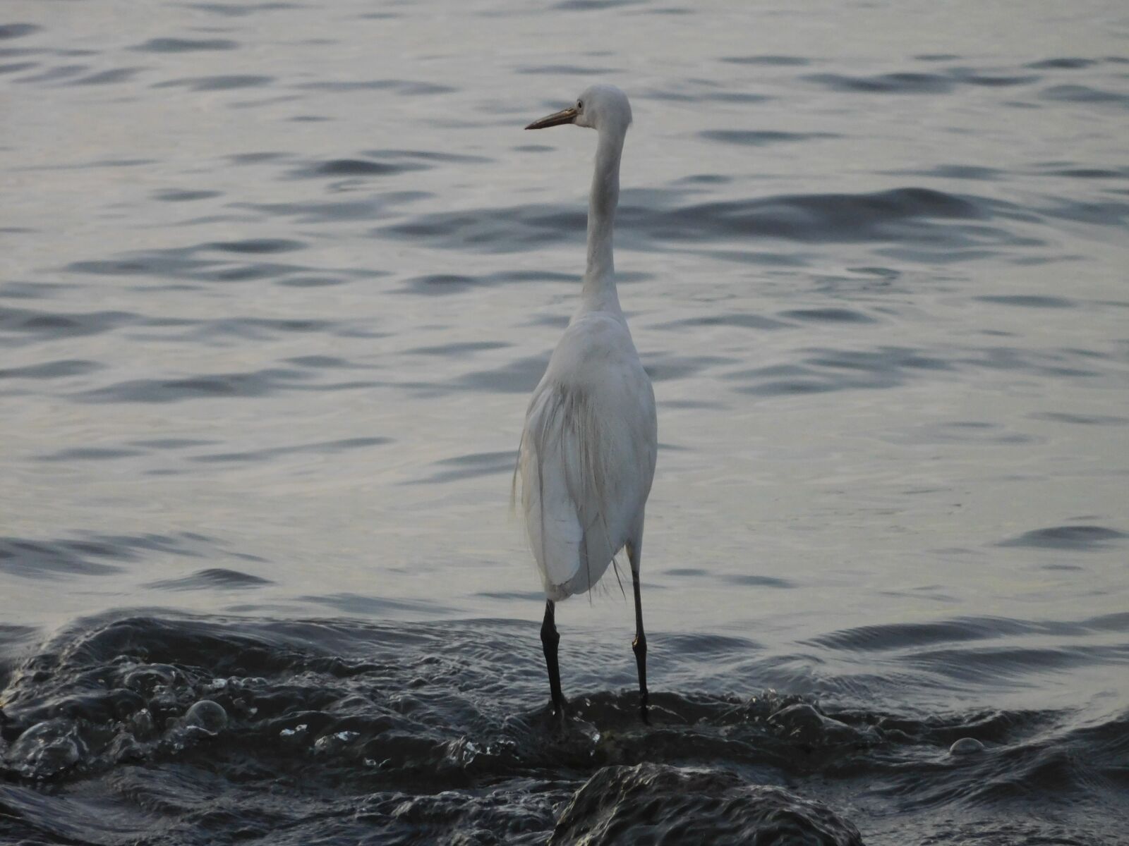 Nikon Coolpix S7000 sample photo. Stork, bird, lake photography