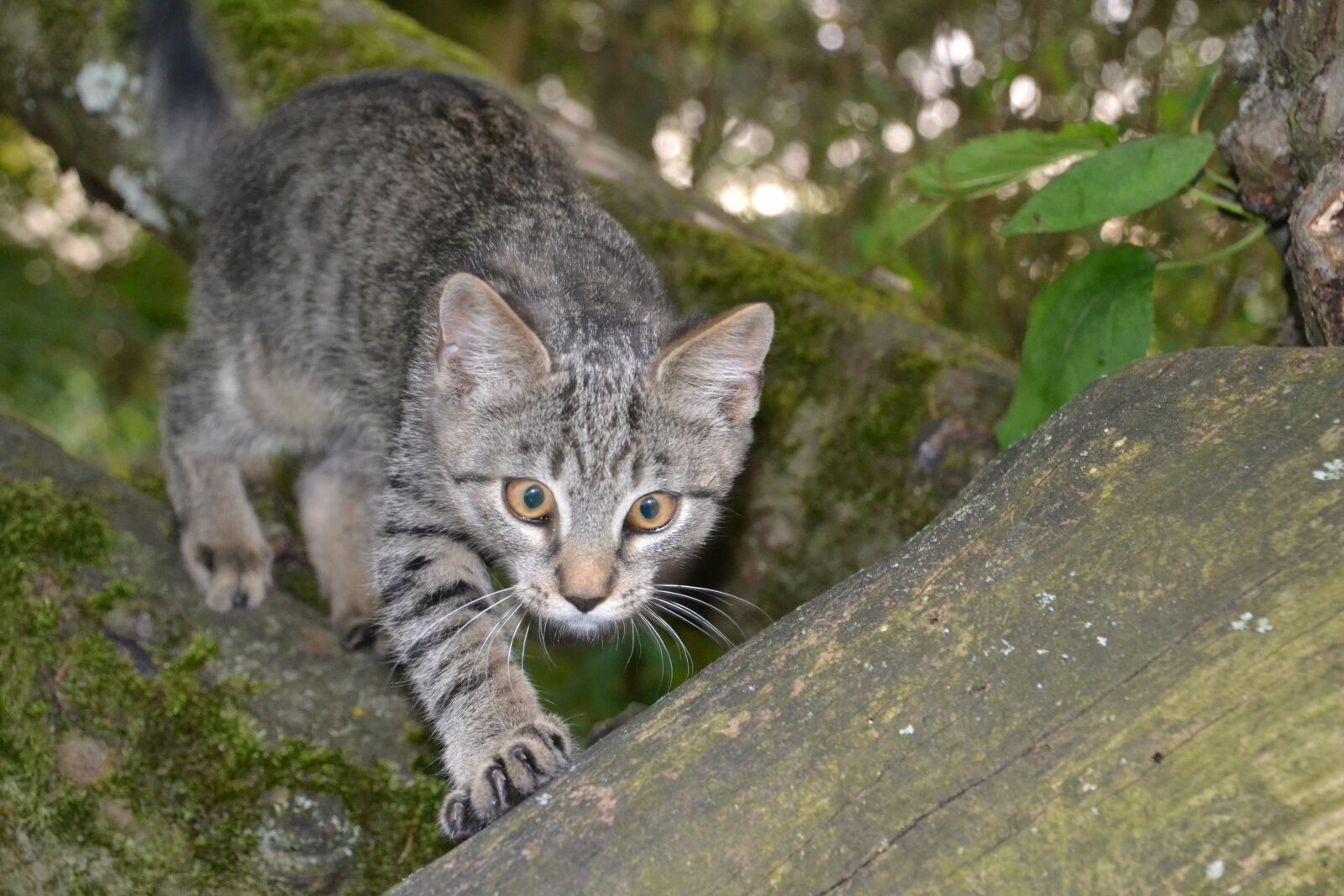 Nikon D3100 sample photo. Cat, animal, young animal photography