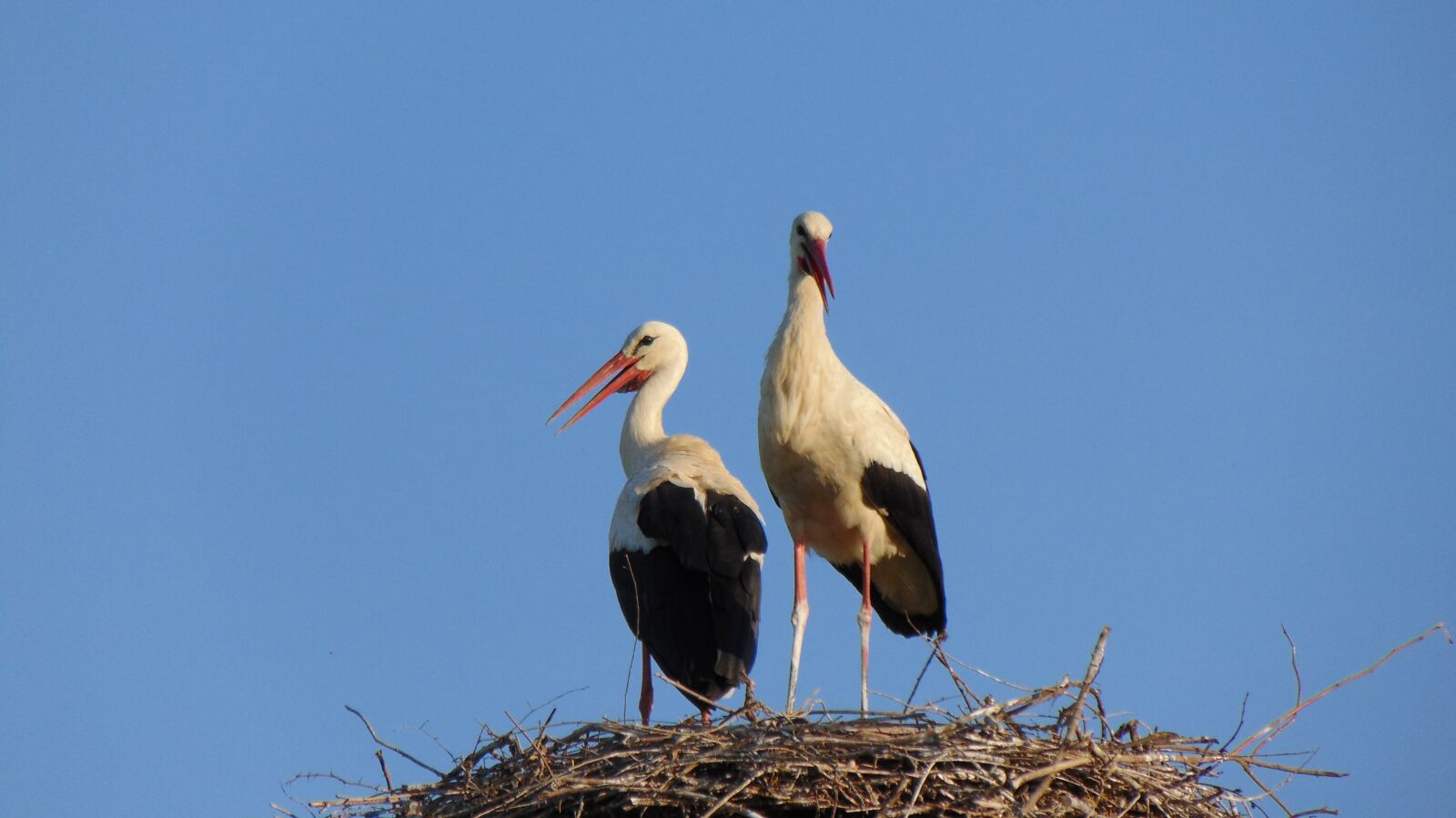 Sony Cyber-shot DSC-H300 sample photo. Wildlife, bird, nature photography