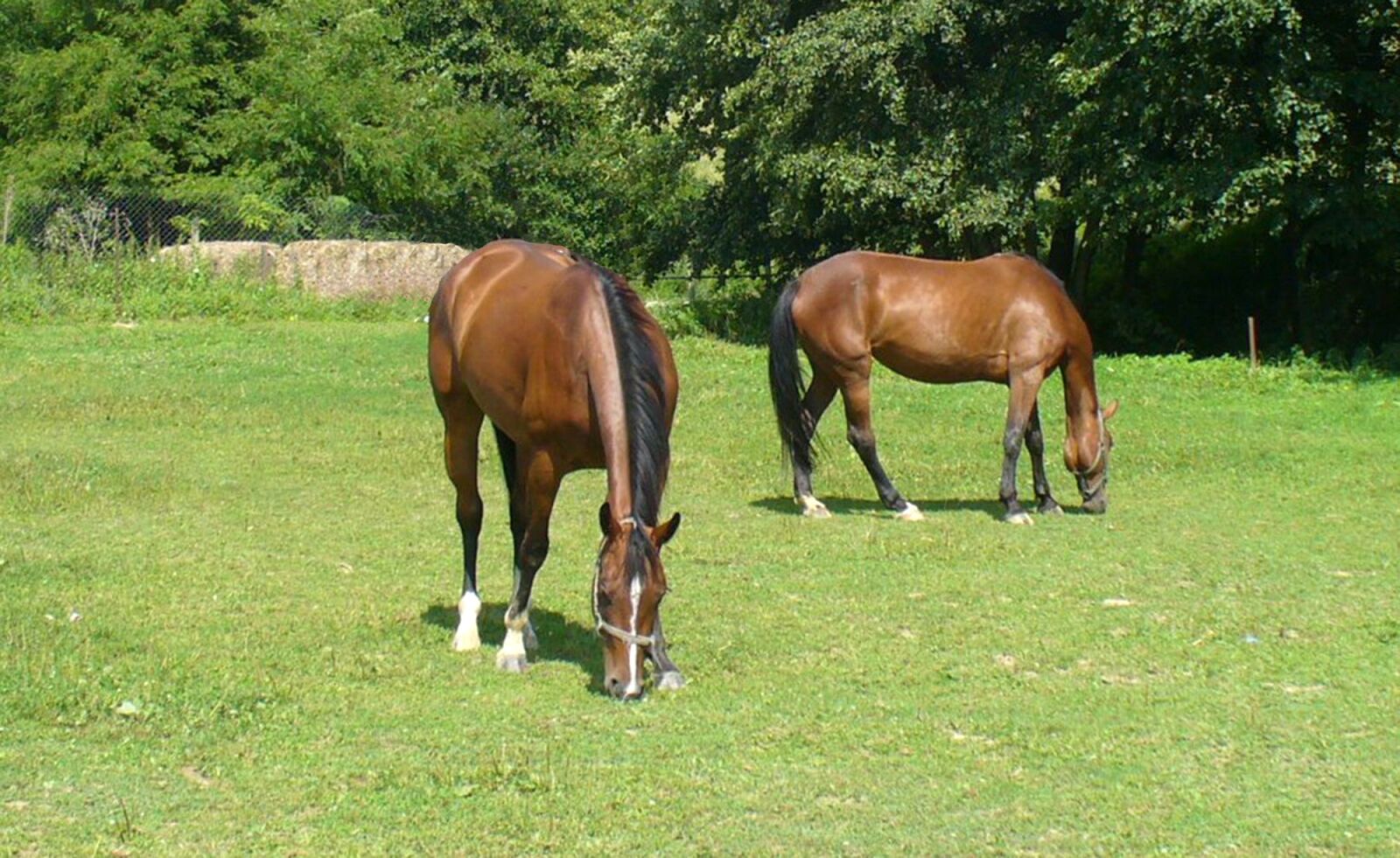 Panasonic DMC-LZ5 sample photo. Horses, mares, meadow photography