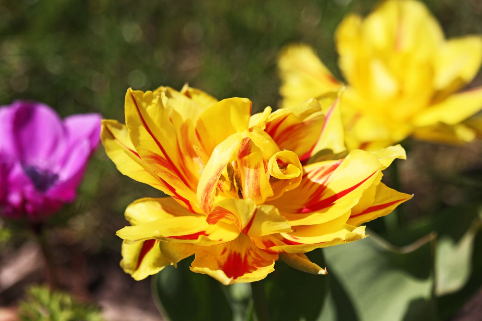 Canon EOS 700D (EOS Rebel T5i / EOS Kiss X7i) sample photo. Tulips, spring, garden photography