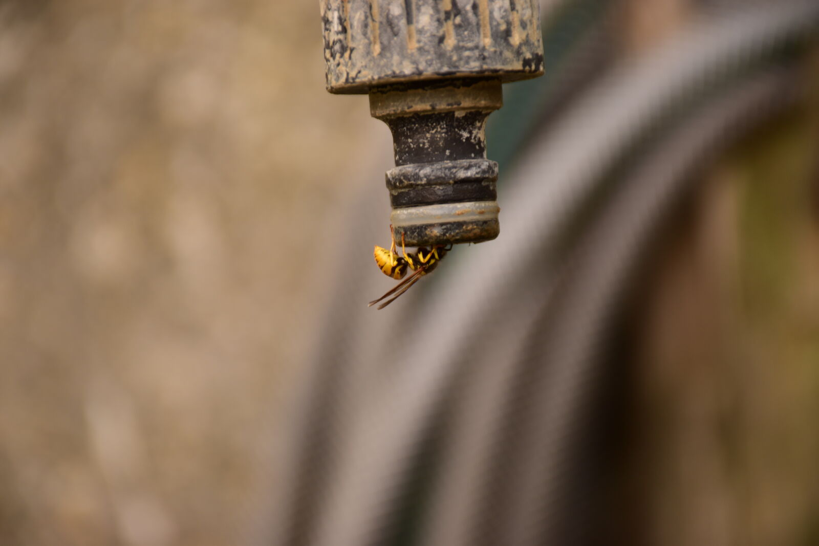 Nikon D5500 sample photo
