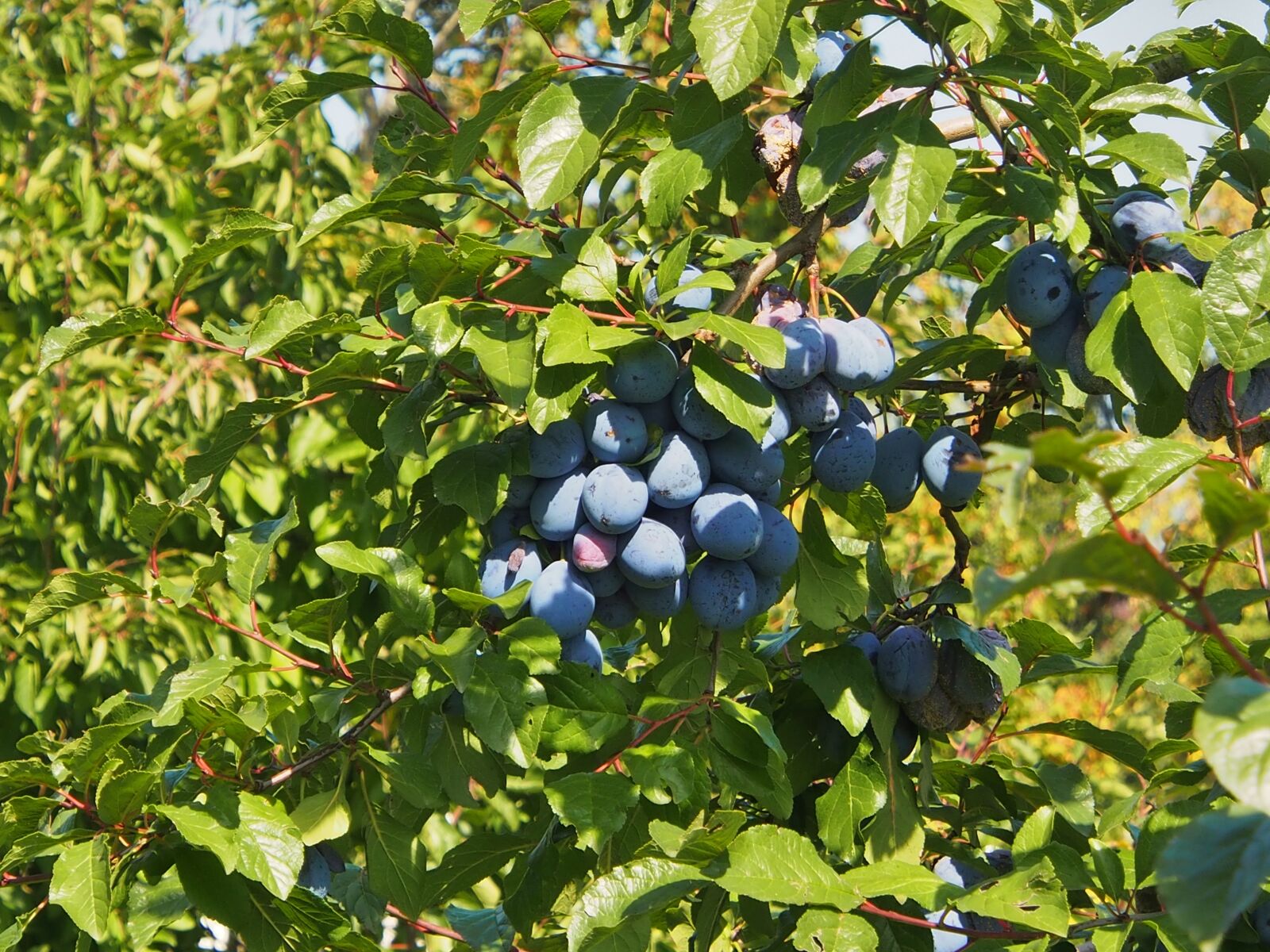 Olympus OM-D E-M5 sample photo. Plums, fruit, blue photography