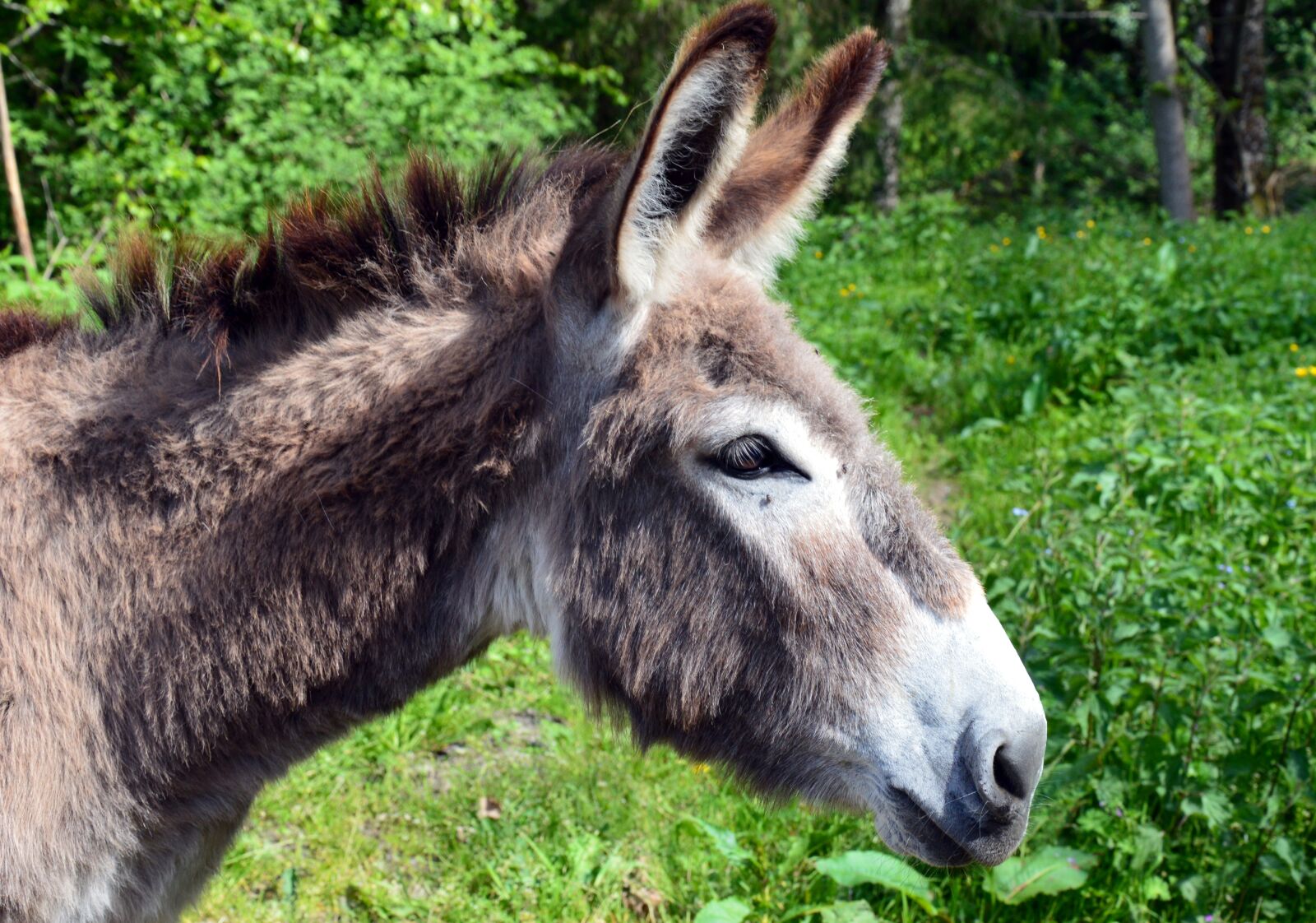 Nikon D3200 sample photo. Donkey, animal, domestic animal photography