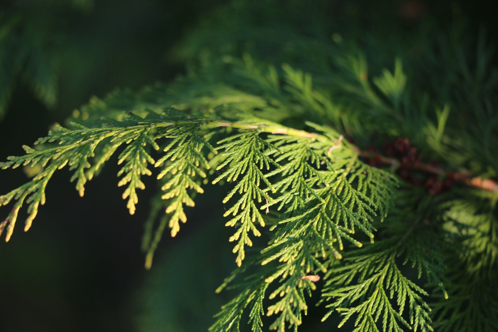 Canon EF 70-300 F4-5.6 IS II USM sample photo. Spring, golden cypress branch photography