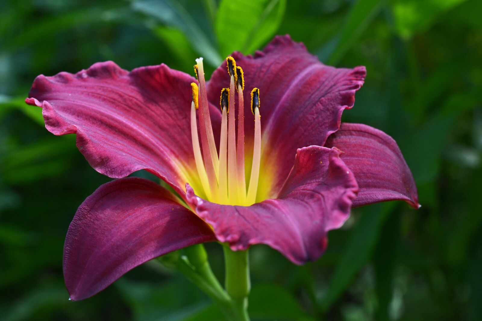 Nikon D3100 sample photo. Daylily, hemerocallis, hemerocallidoideae photography