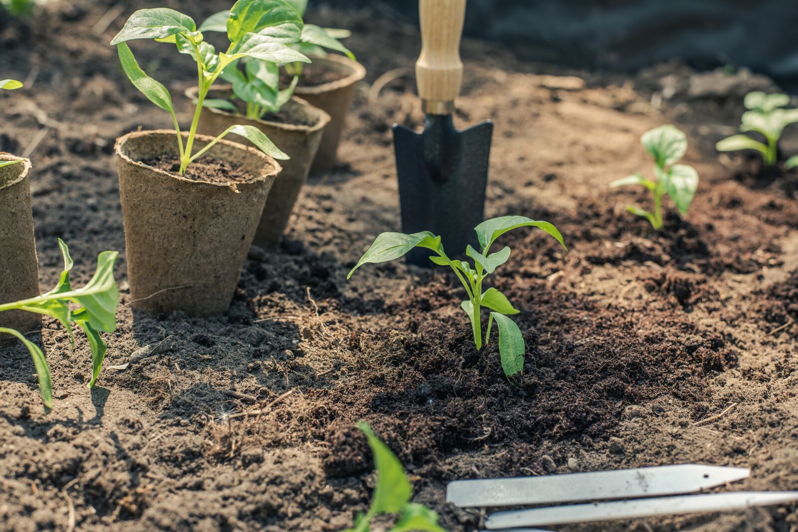 Nikon D750 sample photo. Pepper, seedling, planting photography