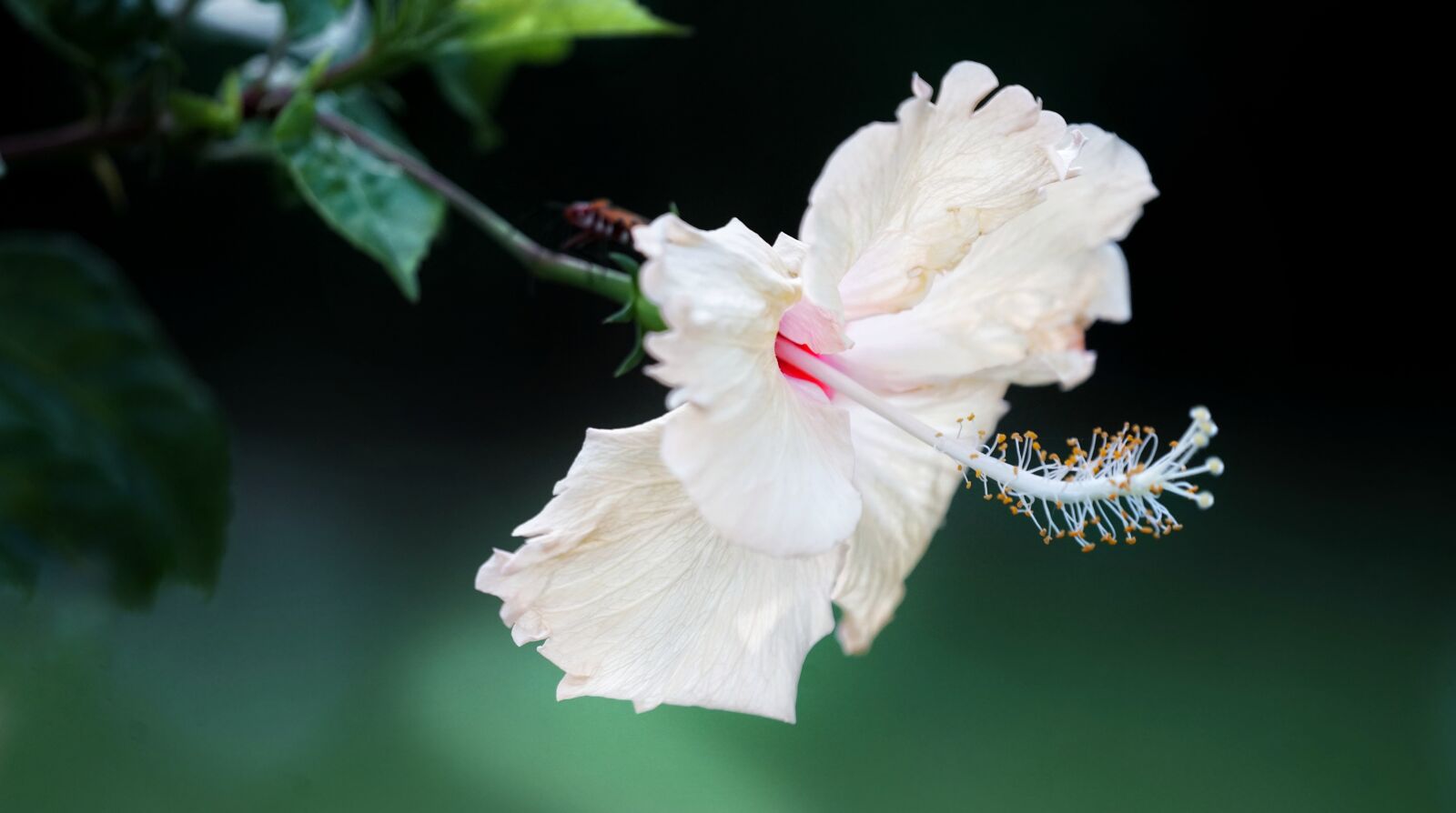 Sony a7R II + Sony FE 70-300mm F4.5-5.6 G OSS sample photo. White, hibiscus, blooming photography