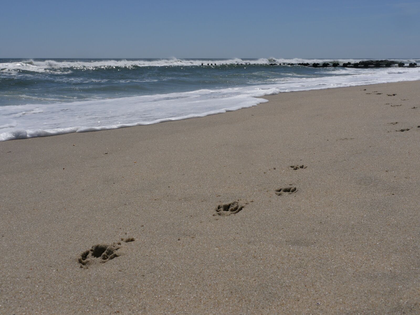 Panasonic Lumix DMC-GH3 sample photo. Paw, pawprint, water photography