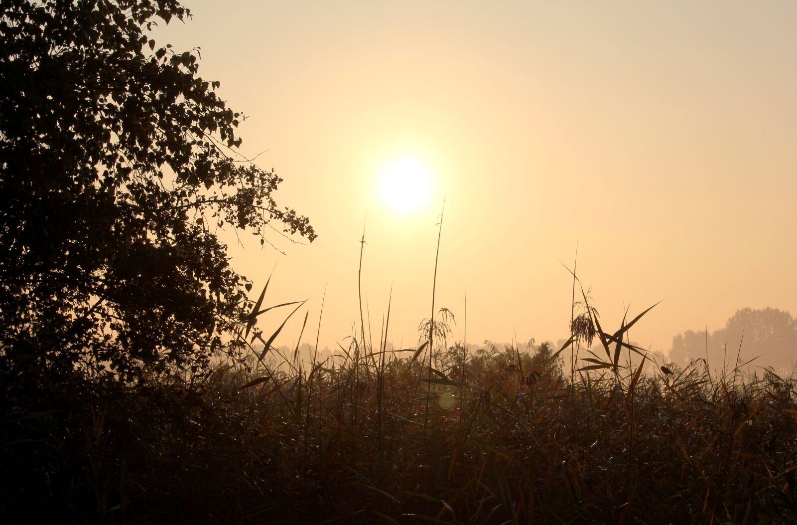 Canon EOS 600D (Rebel EOS T3i / EOS Kiss X5) sample photo. Morning, foggy, sunrise photography