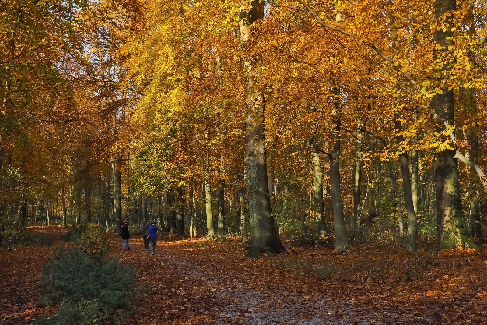 Olympus OM-D E-M10 sample photo. Autumn, nature, trees photography