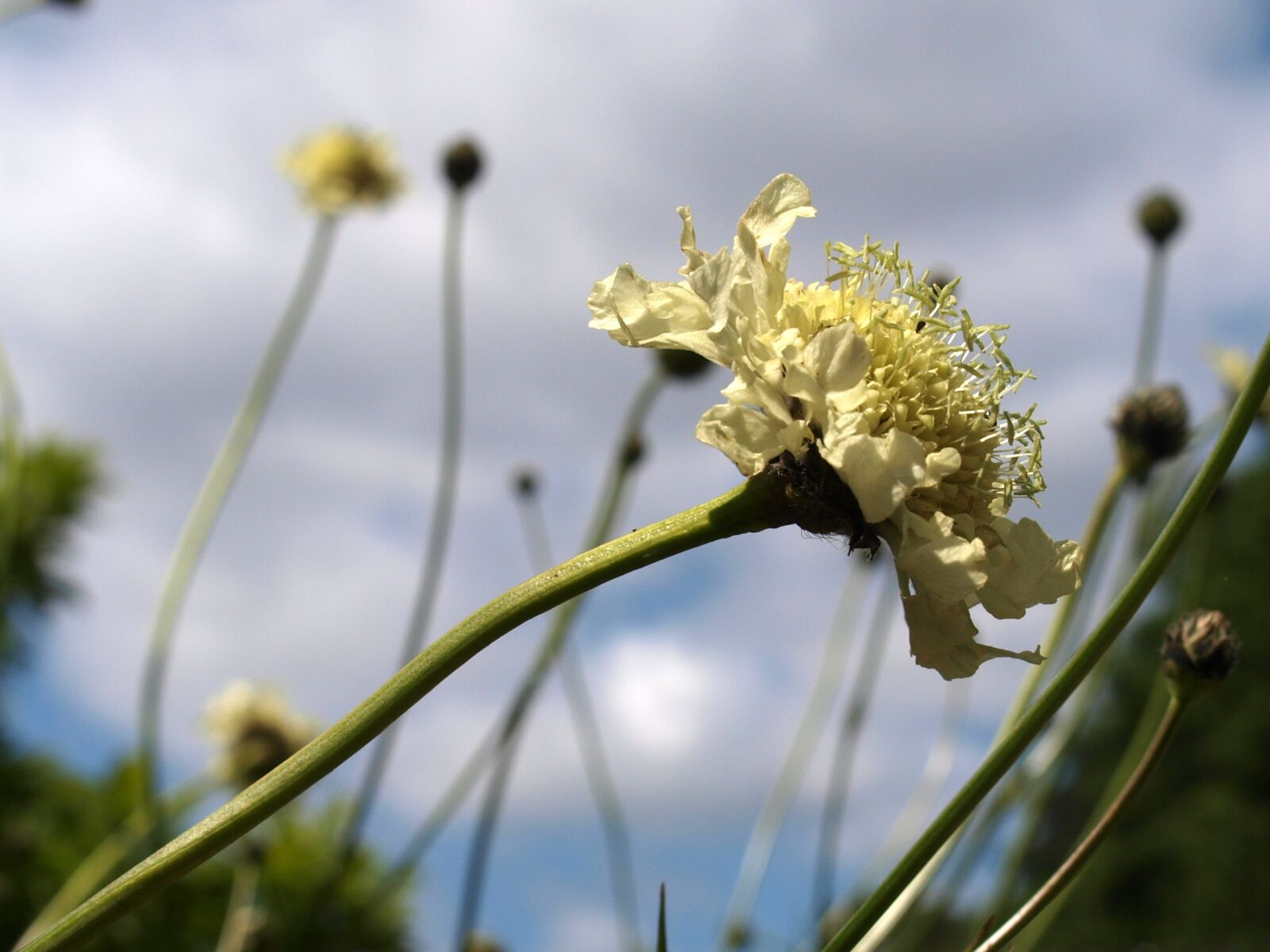 Olympus E-520 (EVOLT E-520) sample photo. Flower, nature, flora photography