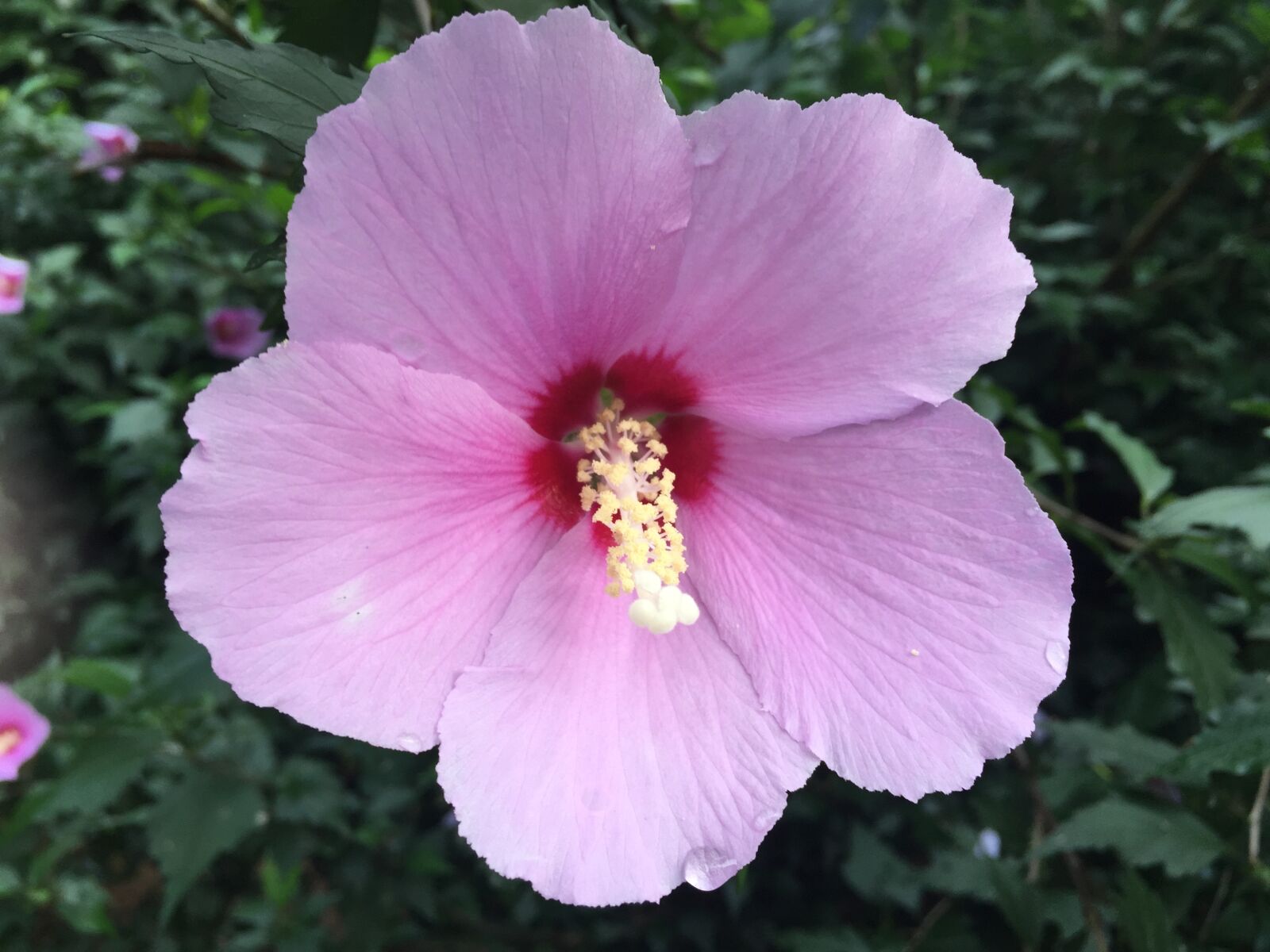 Apple iPhone 6 sample photo. Flower photography