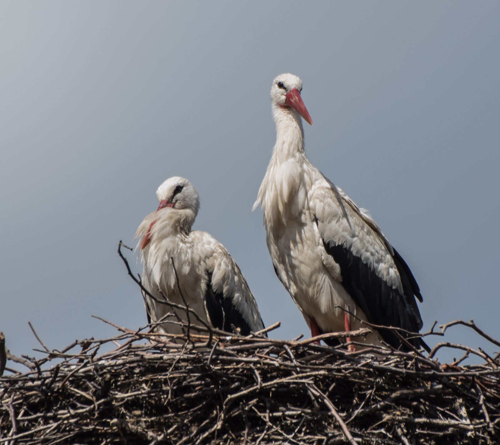 Pentax K-3 sample photo. Bird, stork, nest photography