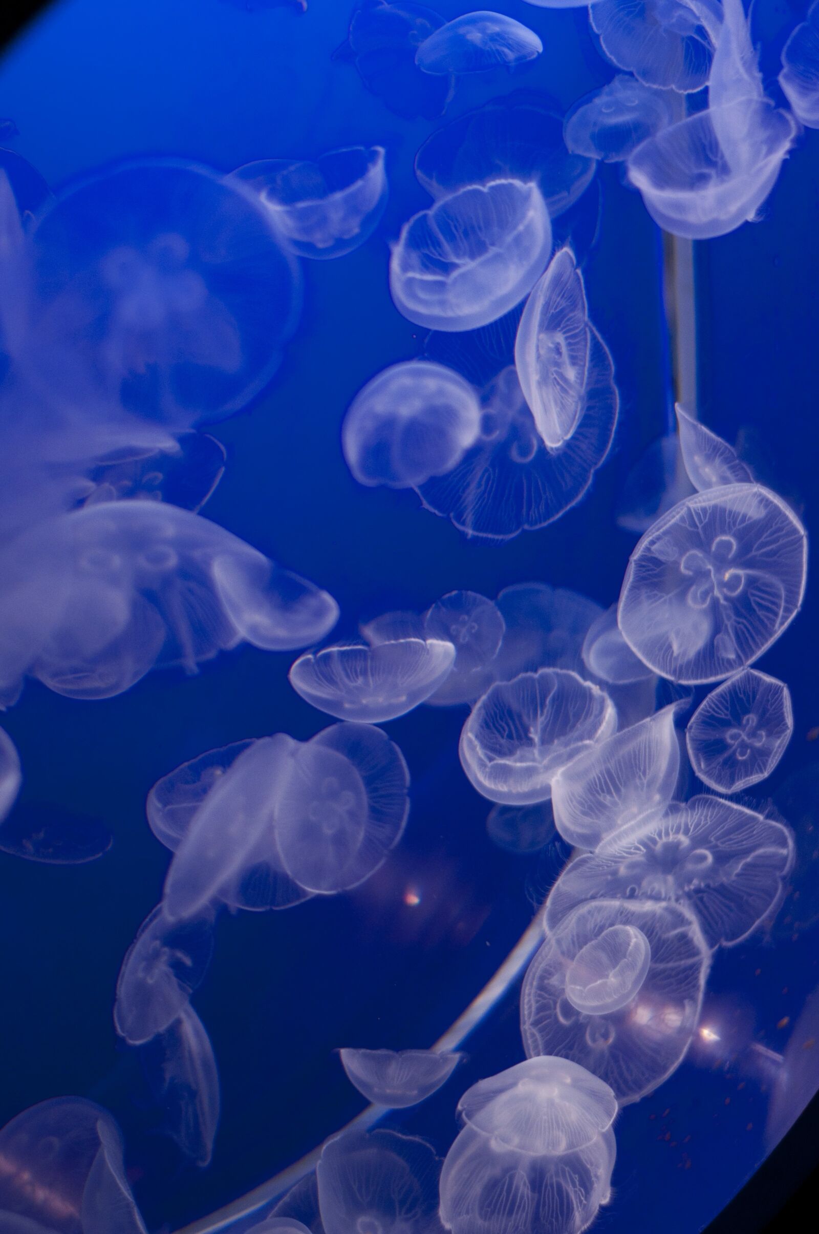 Nikon D90 sample photo. Vancouver aquarium, jellyfish, jelly photography