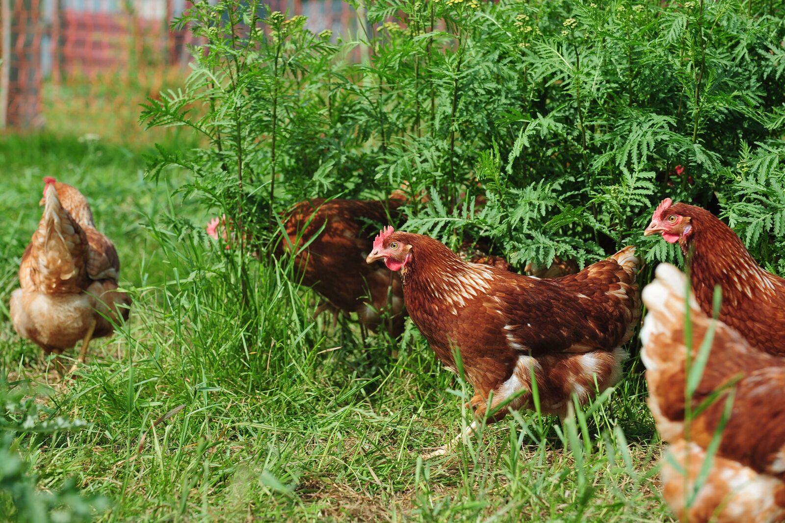 Nikon D3 sample photo. Chickens, barn, chicken photography