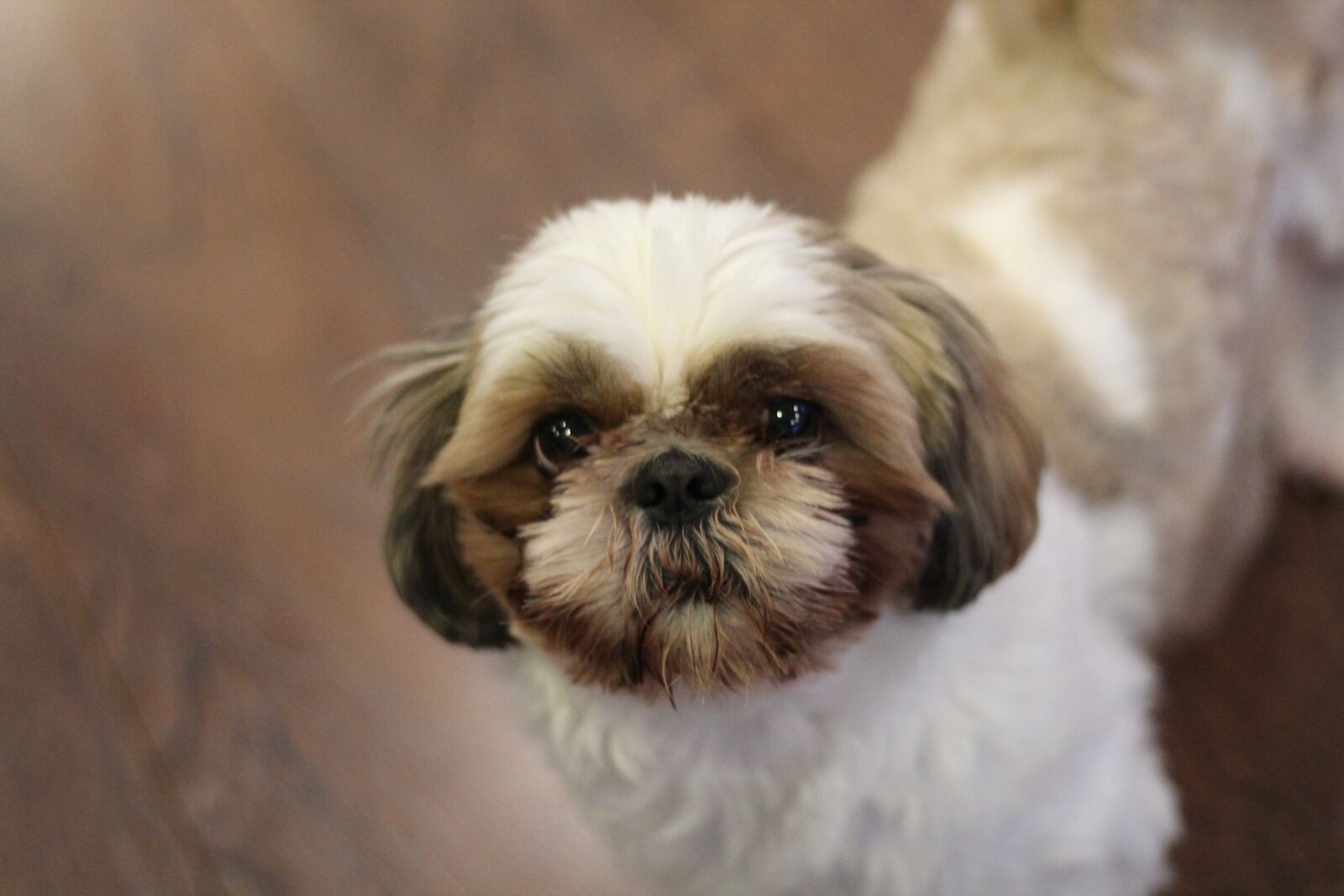 Canon EOS 600D (Rebel EOS T3i / EOS Kiss X5) + Canon EF 50mm F1.8 STM sample photo. Charming, dog house, animals photography