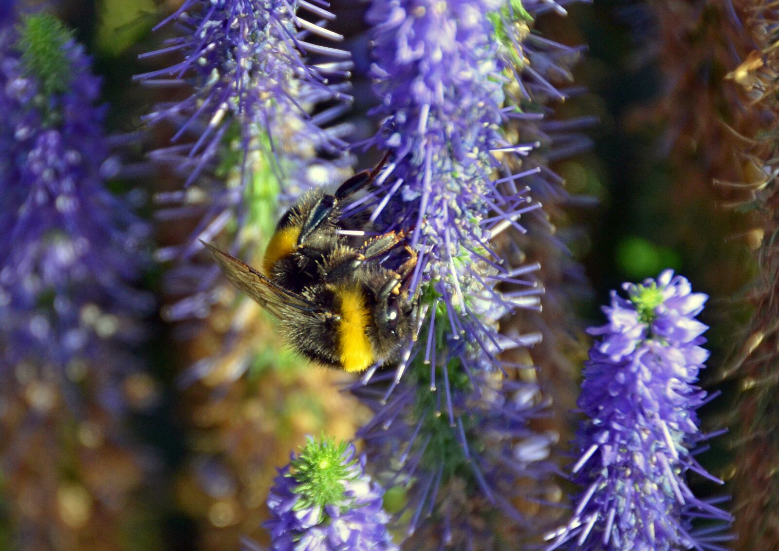 Nikon D5100 sample photo. Hummel, insect, sprinkle photography