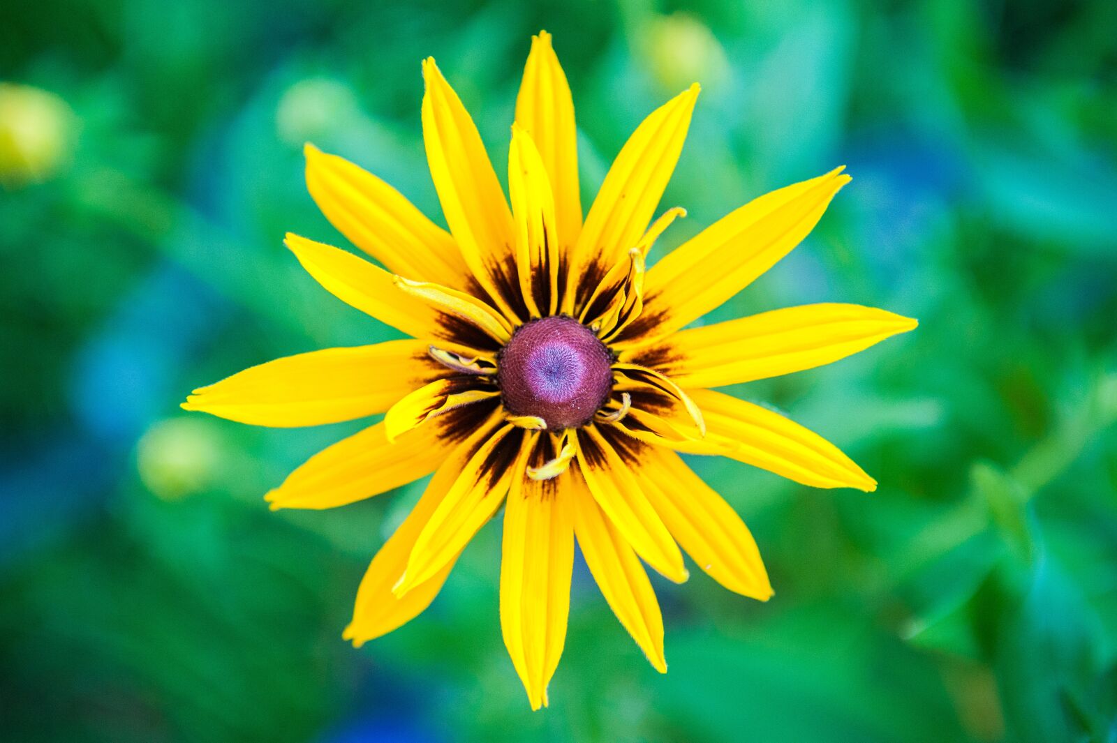 Nikon D700 sample photo. Yellow, flower, macro photography
