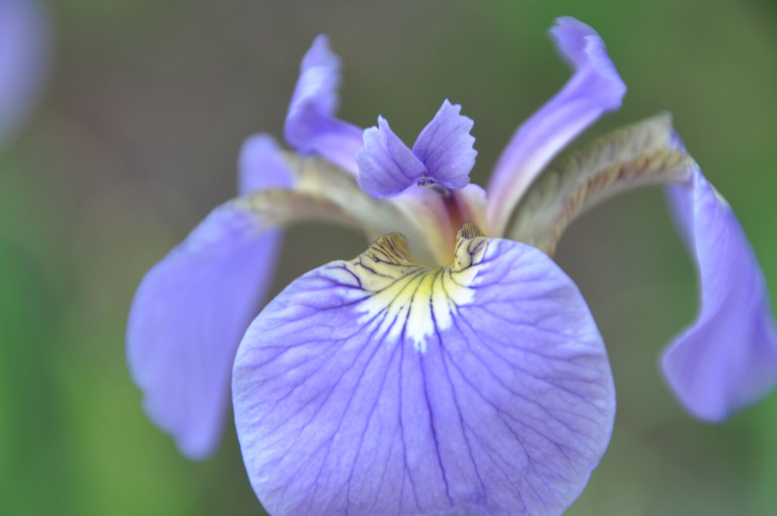 Nikon D90 sample photo. Iris, flowers, affix photography
