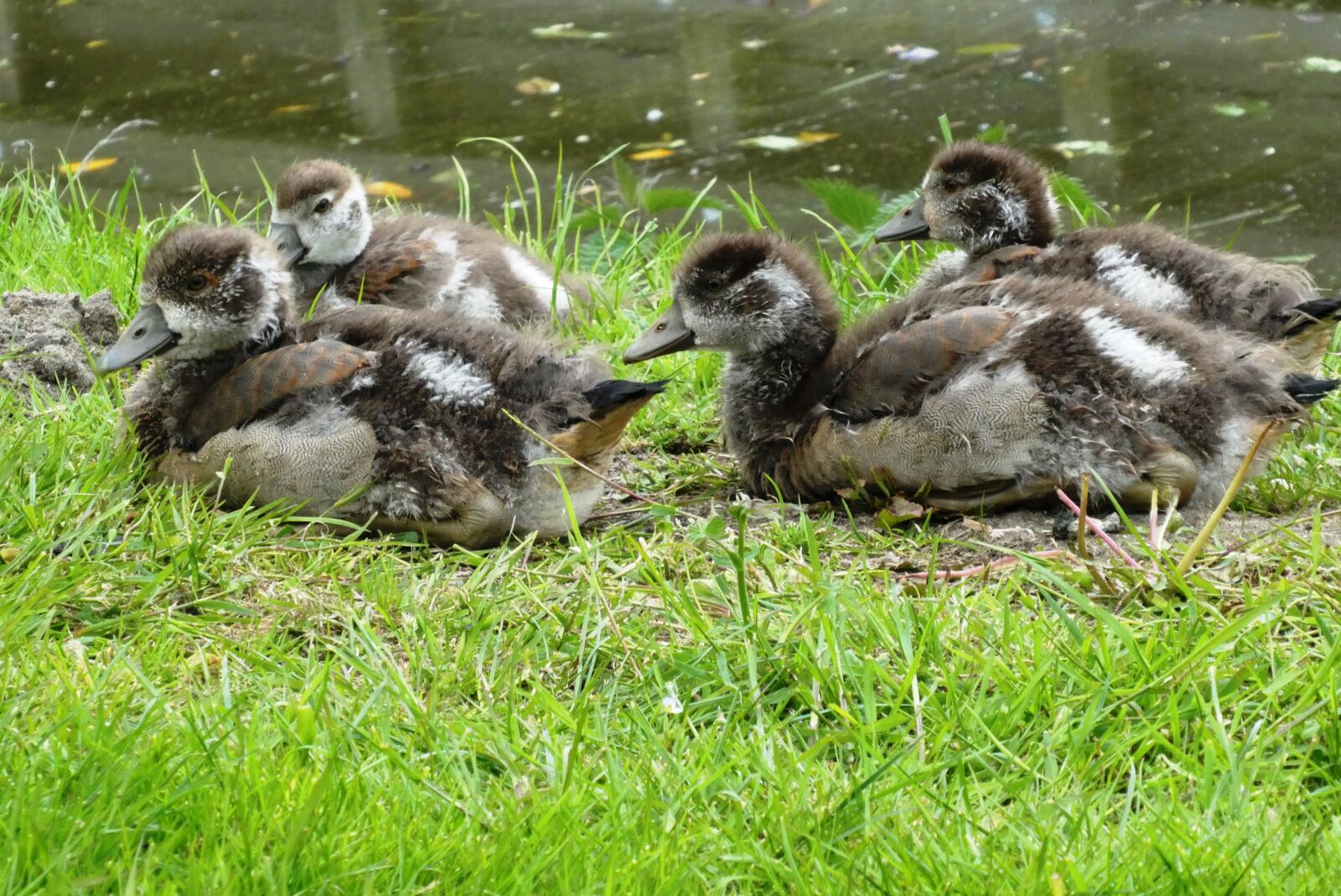 Panasonic Lumix DC-ZS70 (Lumix DC-TZ90) sample photo. Nile goose, chicks, geese photography