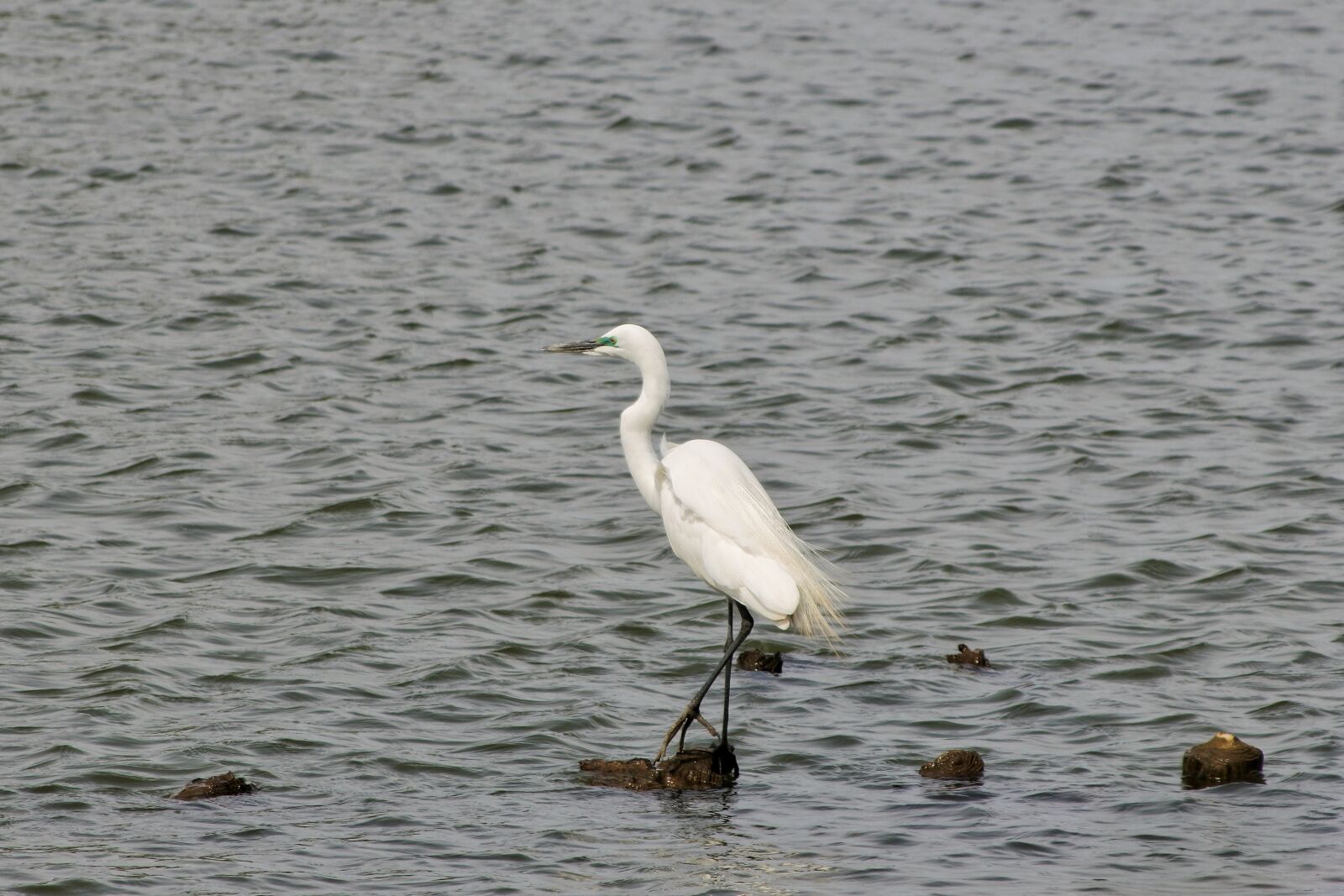 Nikon 1 J5 + VR 55-200mm f/4-5.6G sample photo. Animal, river, heron photography